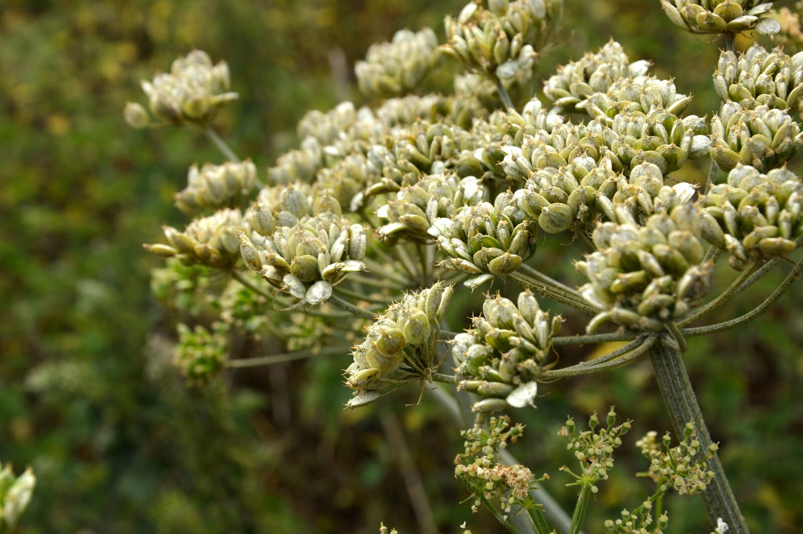 Nikon D3200 sample photo. Blossom, bloom, umbel photography