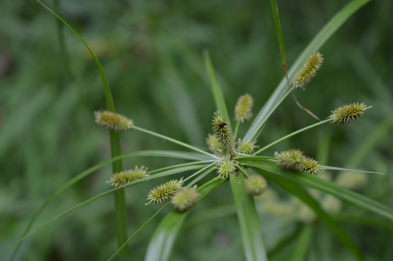 Nikon D3200 sample photo. Garden, flowers, nature photography