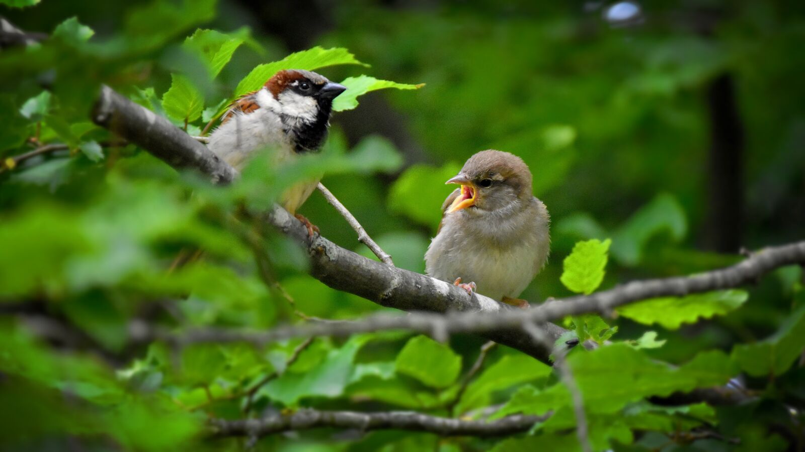 Nikon D3500 sample photo. House sparrow, bird, sparrow photography