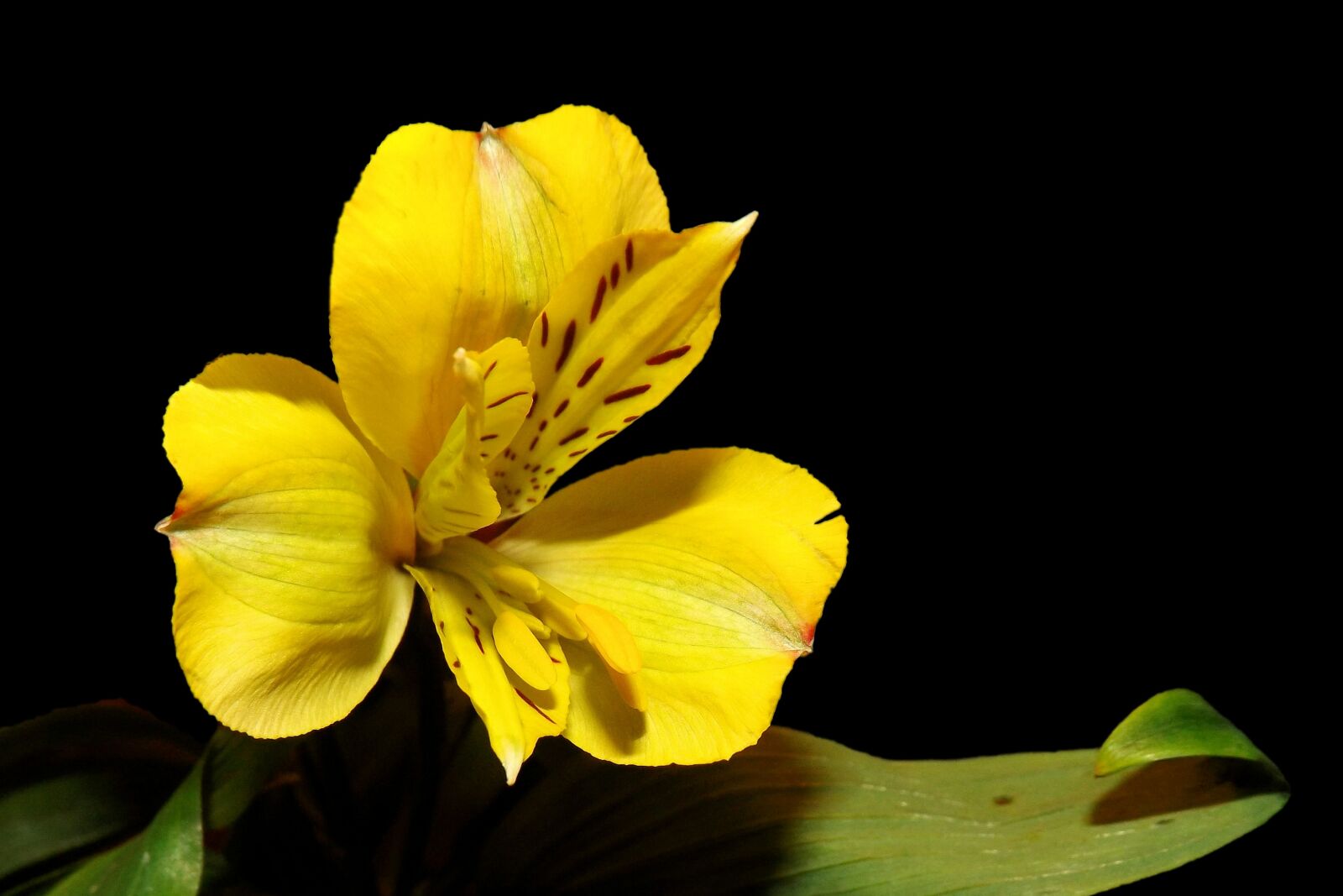 Fujifilm FinePix S4300 sample photo. Iris, blossom, bloom photography