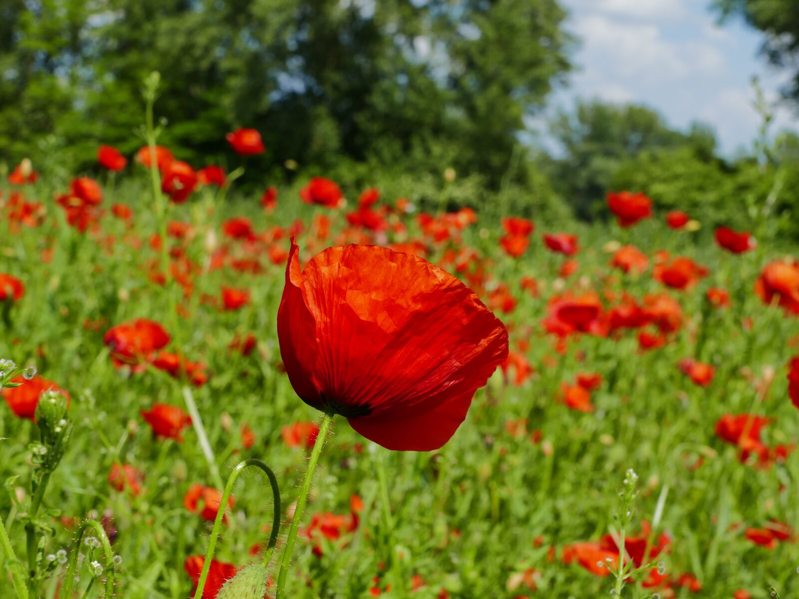 Panasonic Lumix DMC-FZ1000 sample photo. Poppy, divý, meadow photography