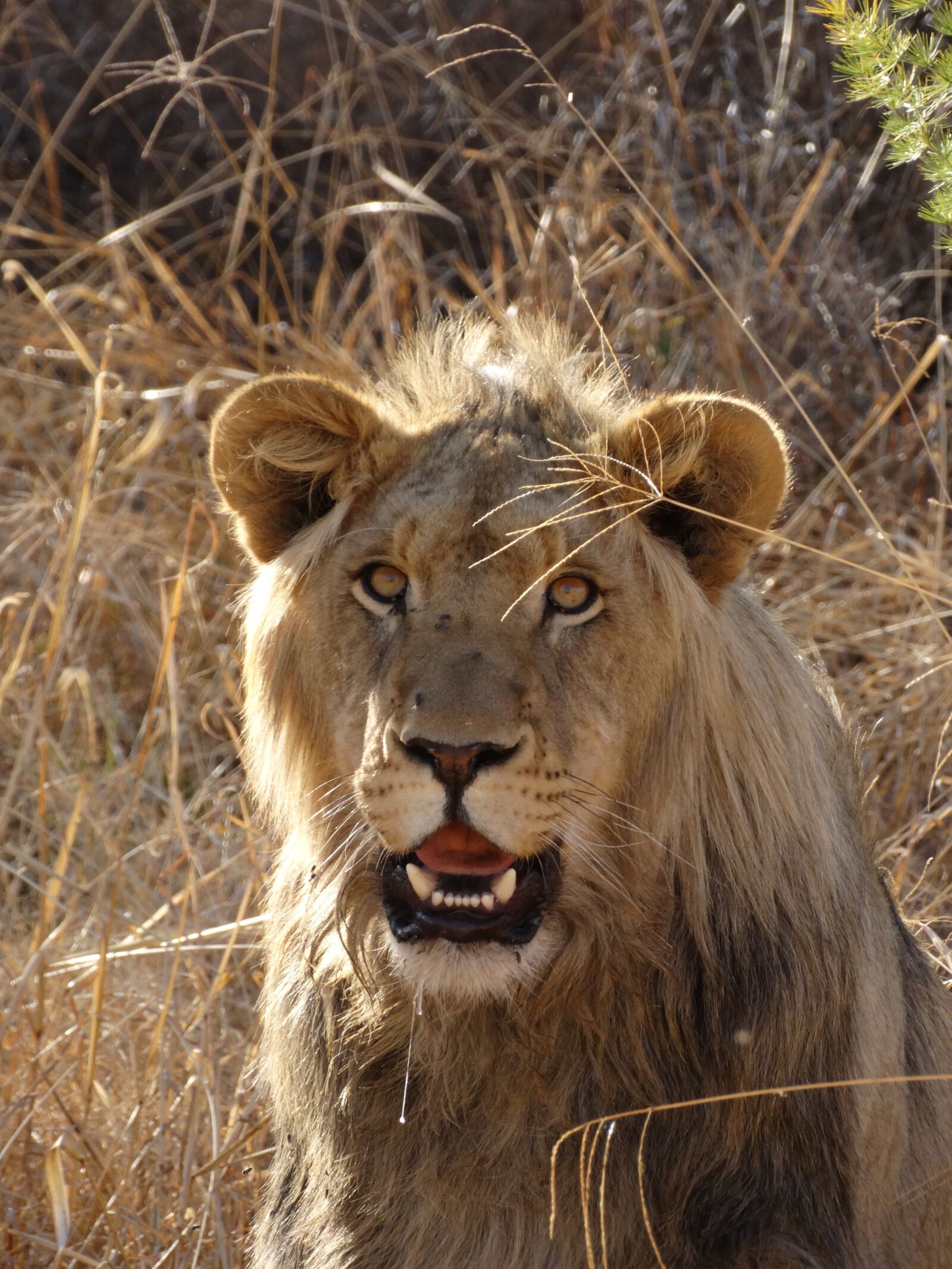 Sony Cyber-shot DSC-HX300 sample photo. Lion's whelp, lion, big photography
