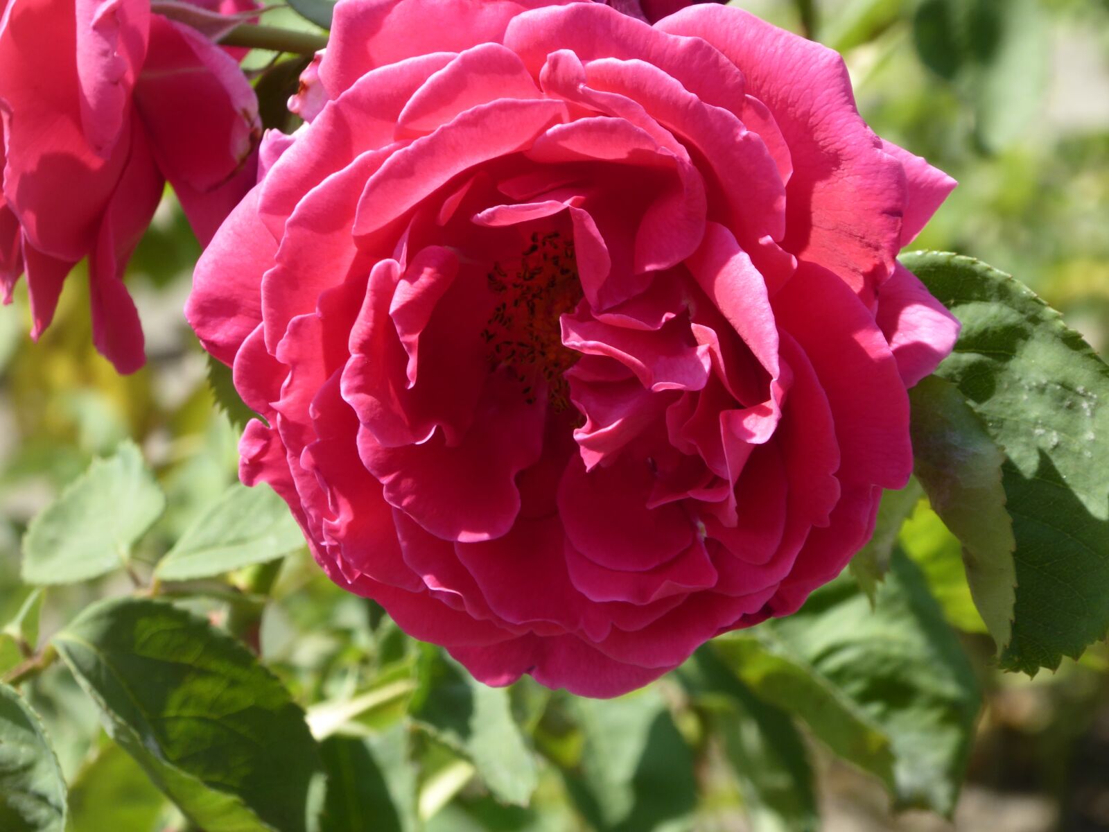 Panasonic Lumix DMC-ZS40 (Lumix DMC-TZ60) sample photo. Roses, flower, summer photography