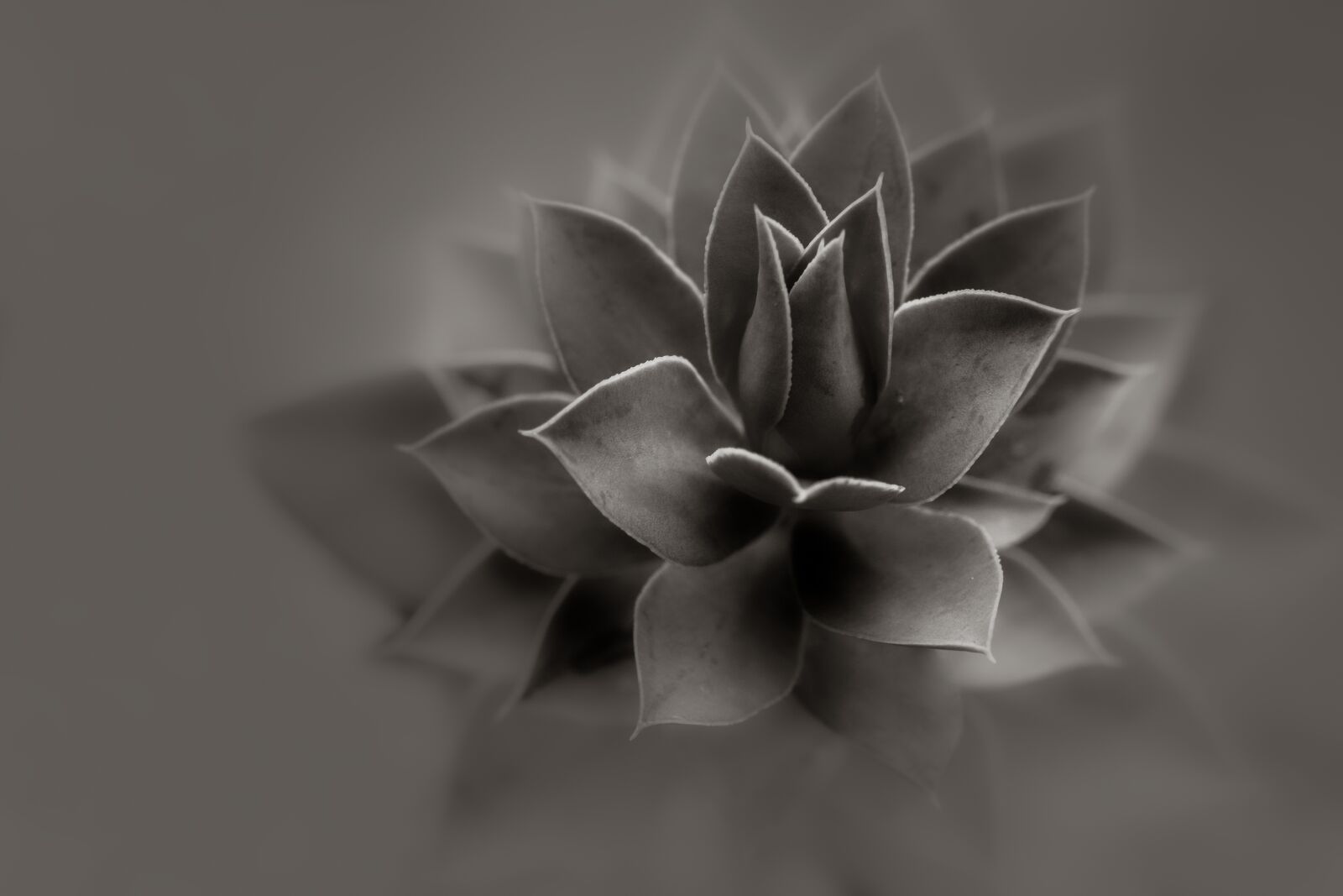 Fujifilm X-E1 + Fujifilm XF 60mm F2.4 R Macro sample photo. Aloe, plant, black and photography