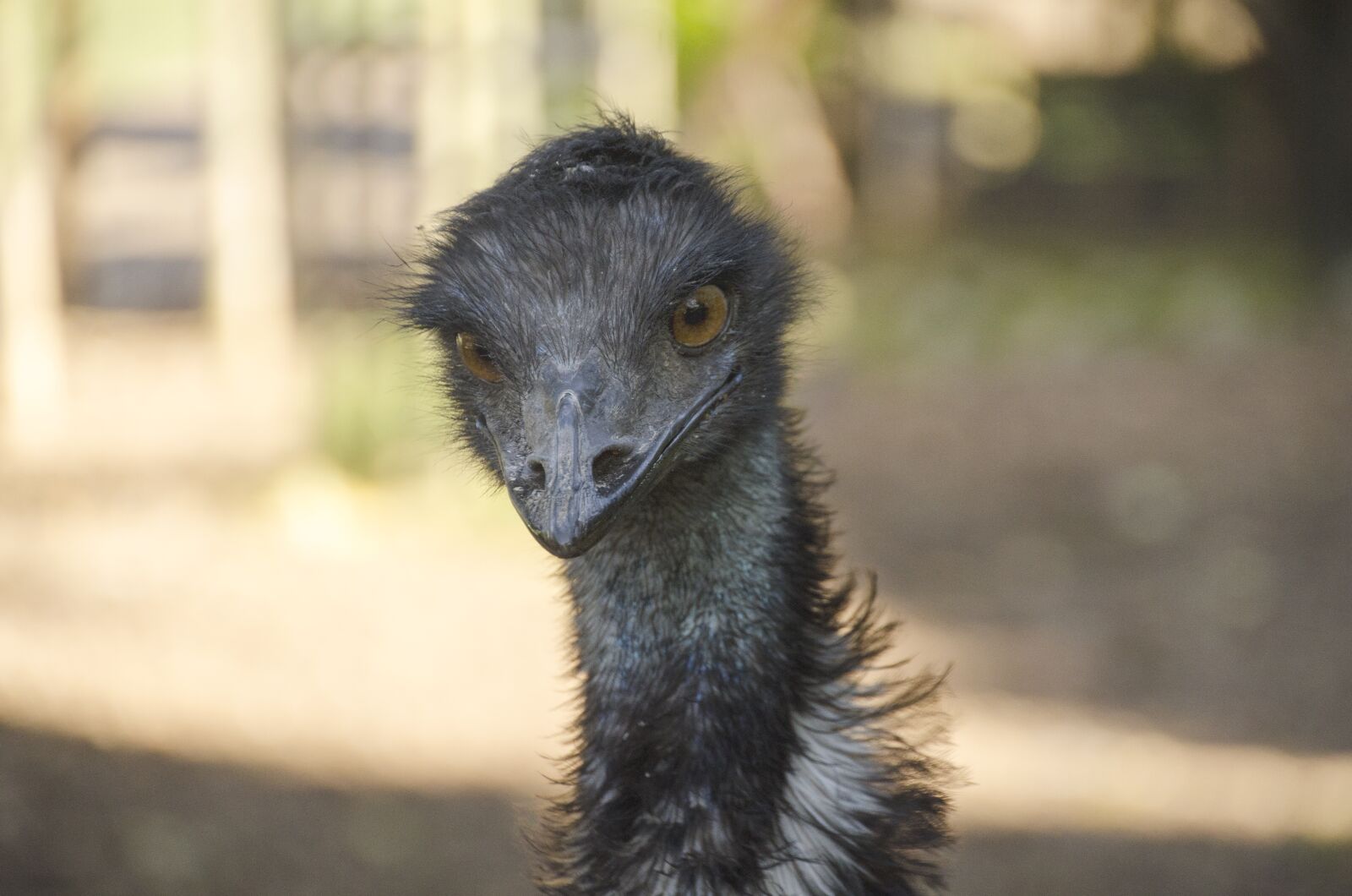 Nikon D7000 sample photo. Emu, bird, wildlife photography