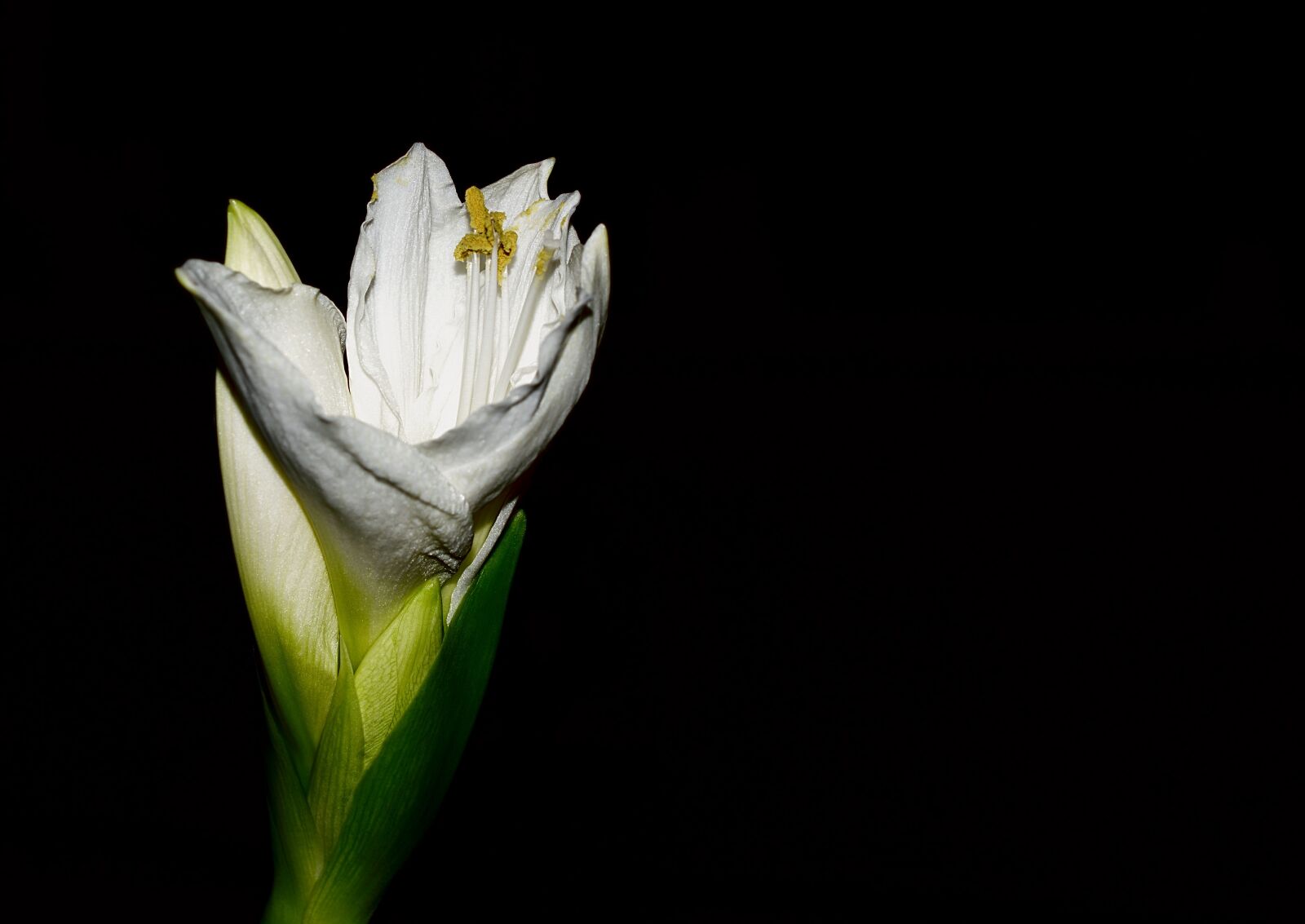Nikon D3300 sample photo. Amaryllis, white, close up photography