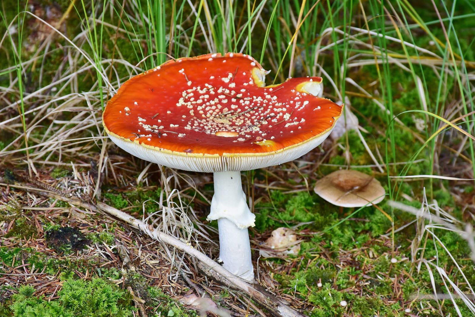 Nikon D7200 sample photo. Mushroom, fly agaric, toxic photography