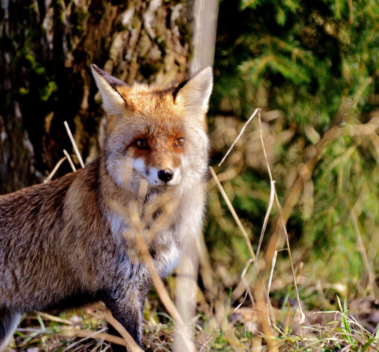 Nikon D600 sample photo. Fox, wild, predator photography