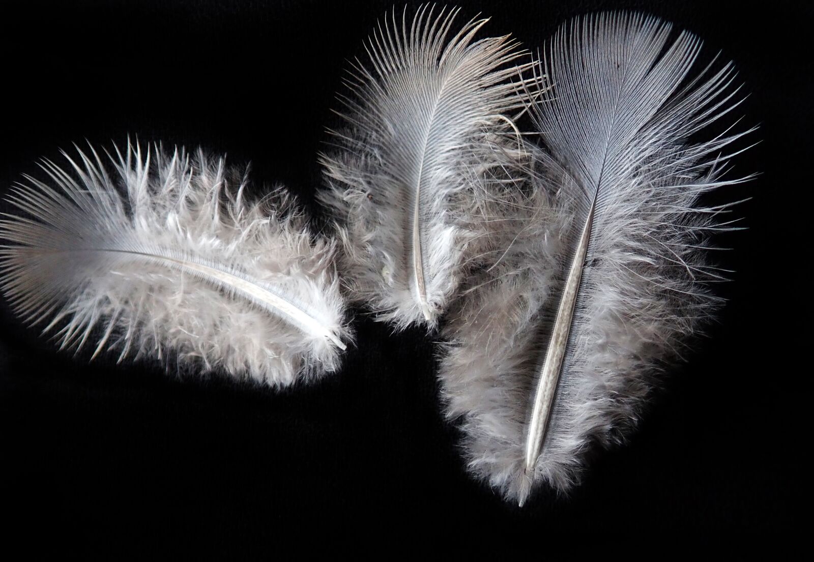 Olympus TG-5 sample photo. Feathers, fluffy, bird photography