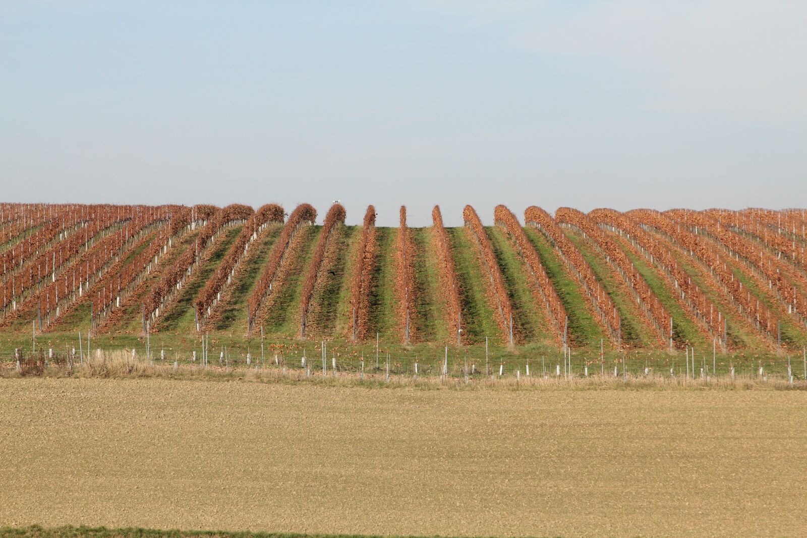 Canon EOS 60D + Canon EF 28-135mm F3.5-5.6 IS USM sample photo. Agriculture, farm, field photography