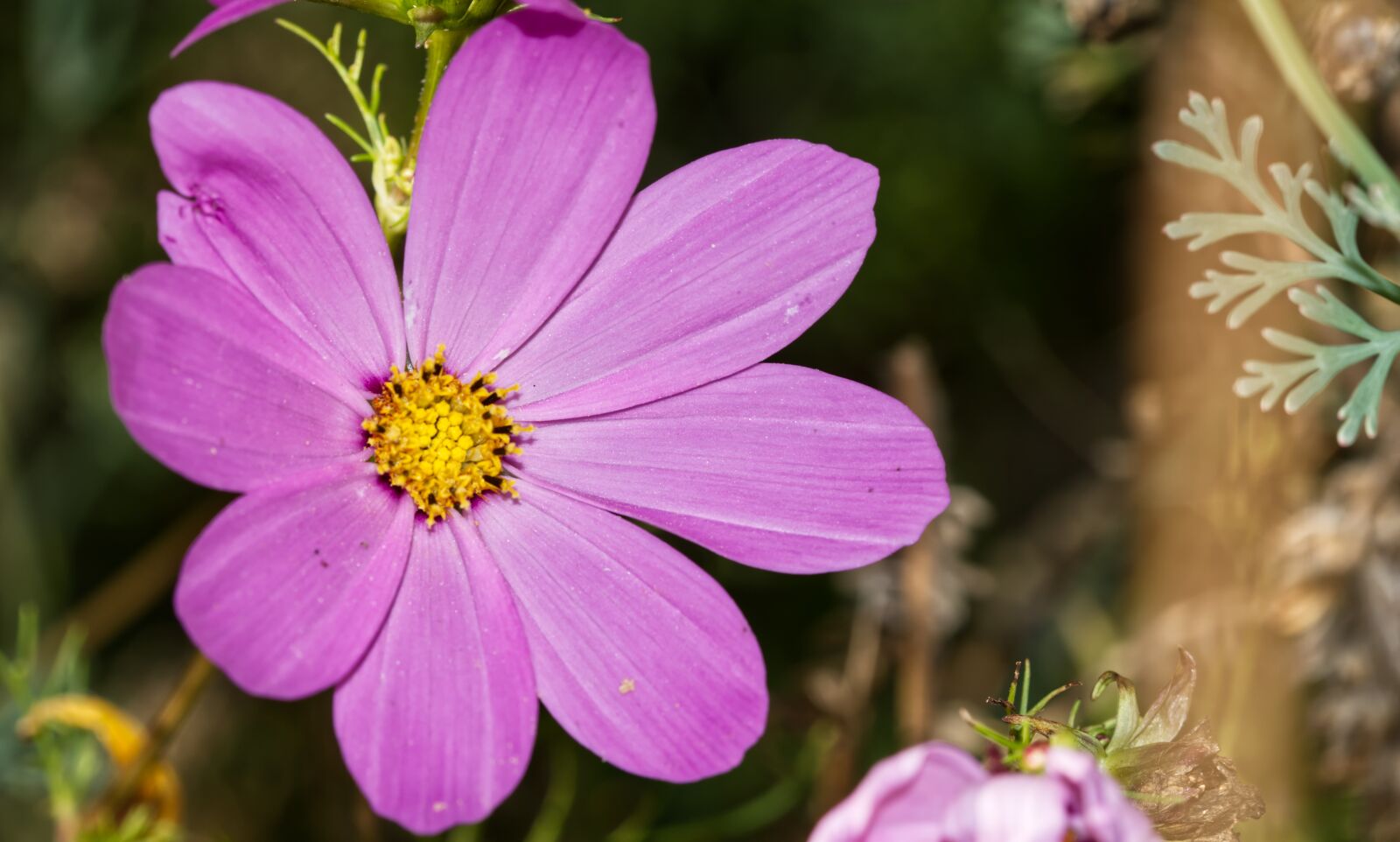 Nikon D5500 sample photo. Flower, blossom, bloom photography