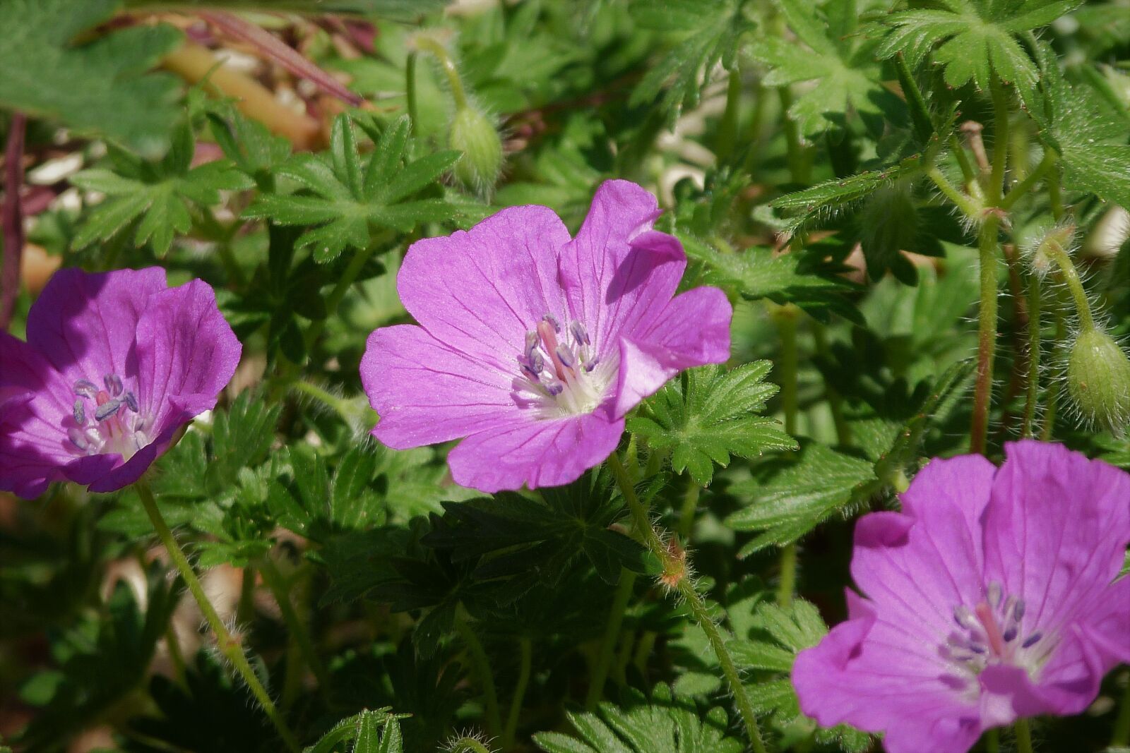 Panasonic Lumix DMC-FZ40 (Lumix DMC-FZ45) sample photo. Nature, purple, spring photography