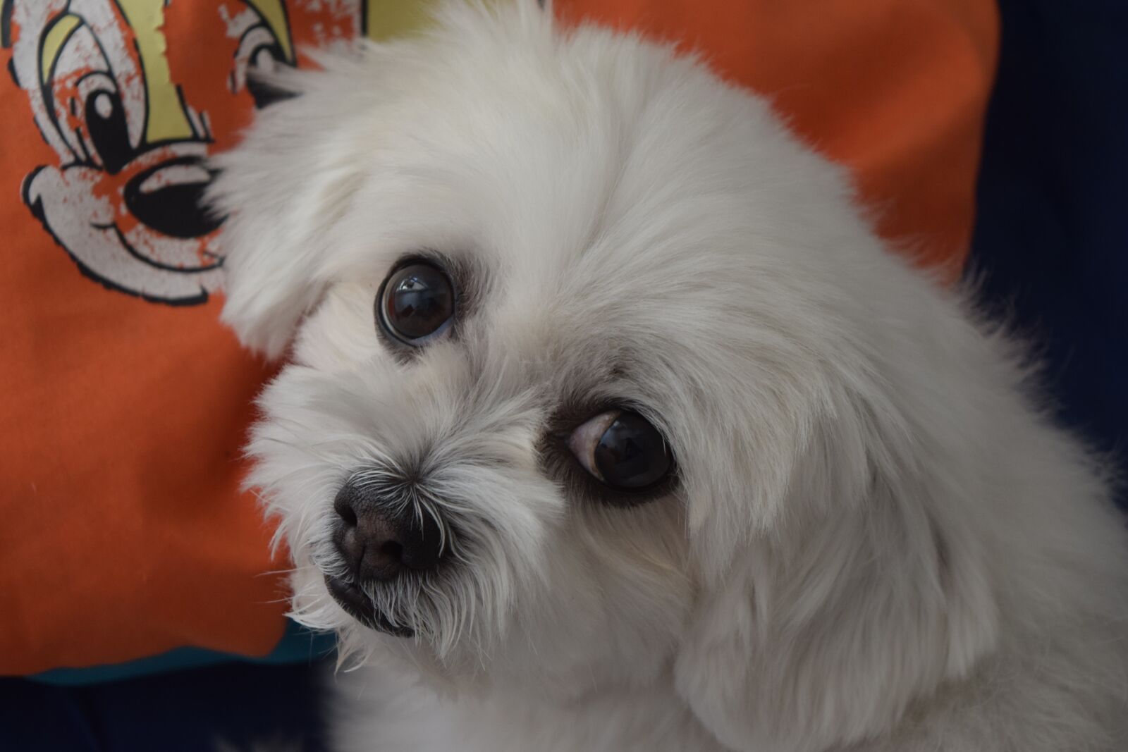 Nikon D3300 sample photo. Dogs, dog, domestic animals photography