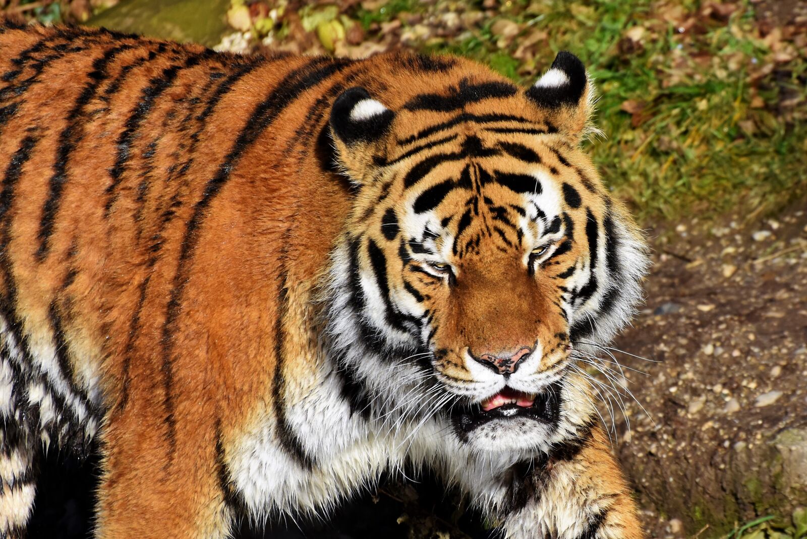 Nikon D7200 sample photo. Tiger, big cat, predator photography