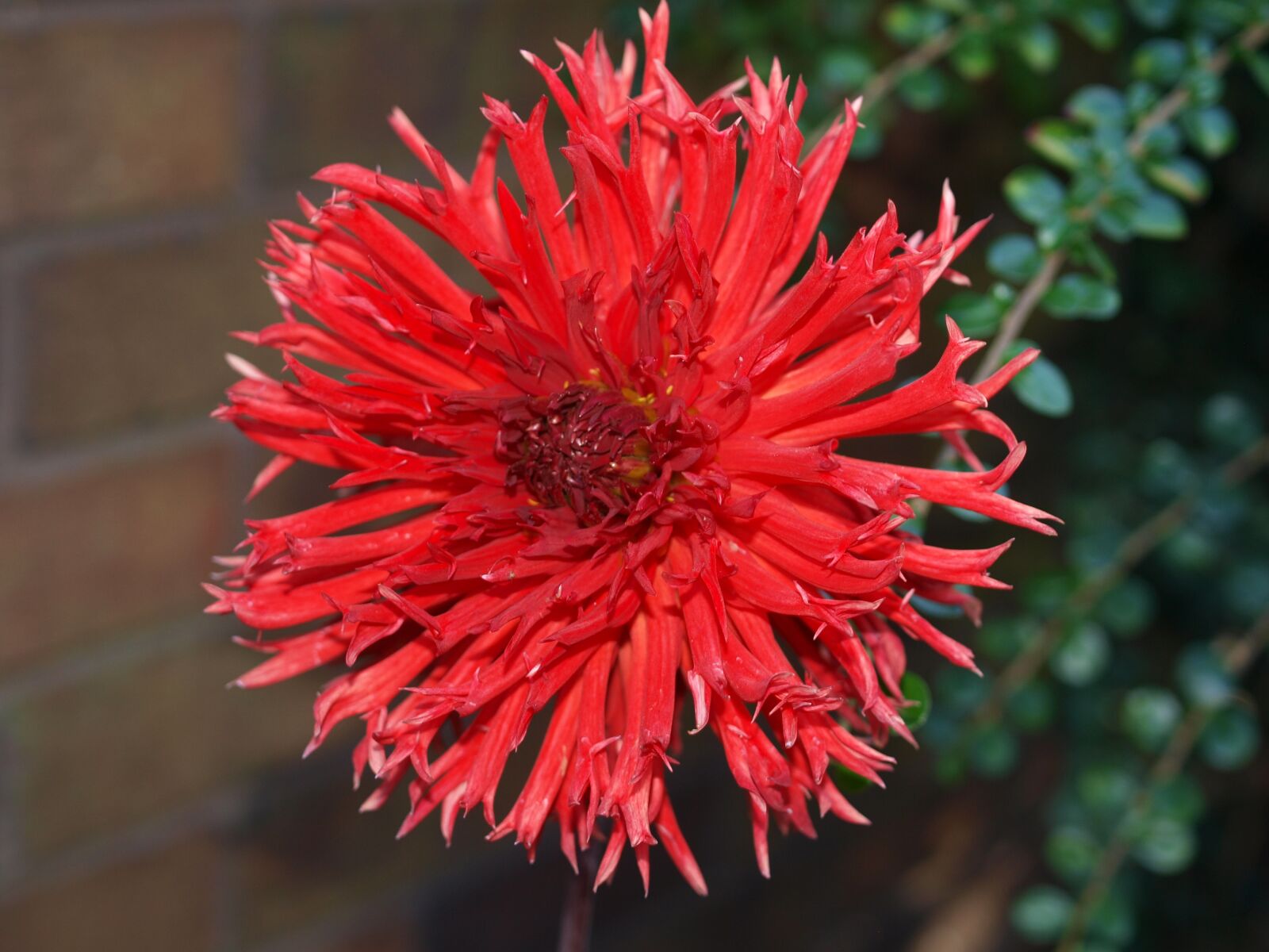 Olympus E-520 (EVOLT E-520) sample photo. Flower, dahlia, bloom photography