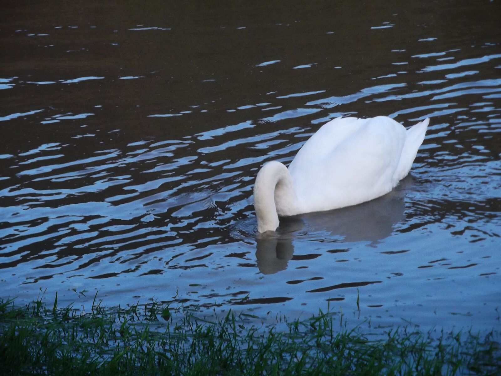 Fujifilm FinePix AX250 sample photo. Swan, water bird, animal photography