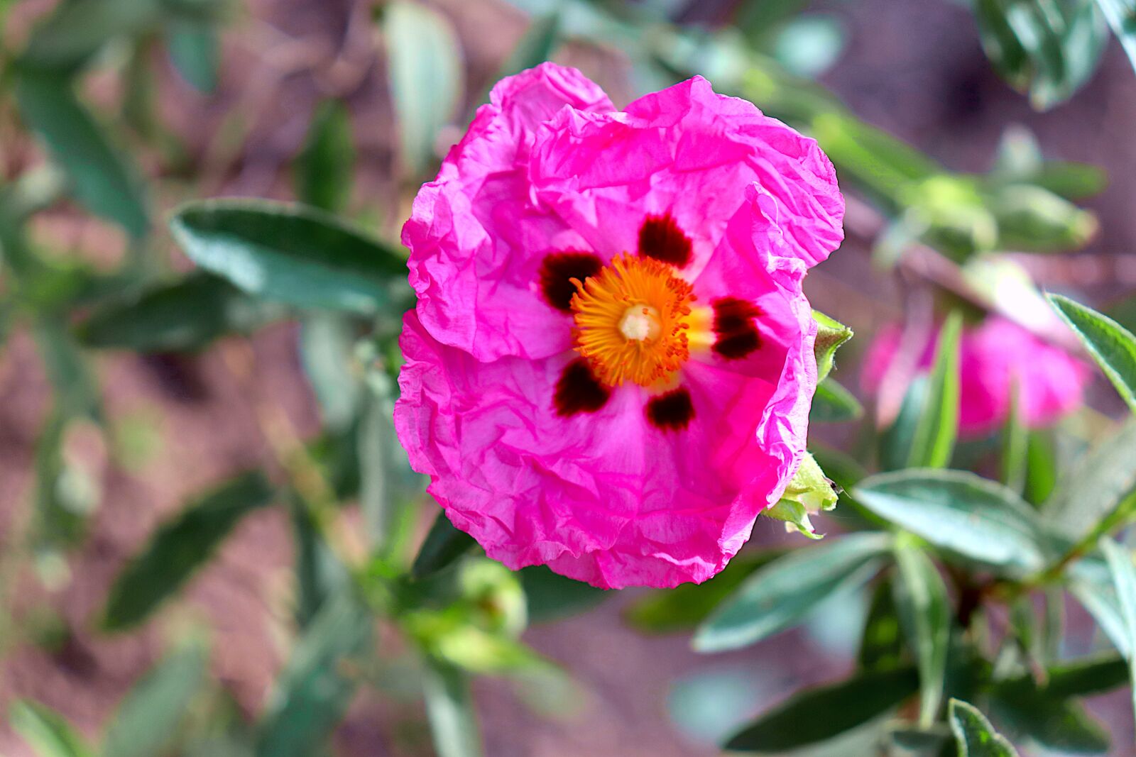 Canon EOS 800D (EOS Rebel T7i / EOS Kiss X9i) sample photo. Poppy, flowers, color pink photography