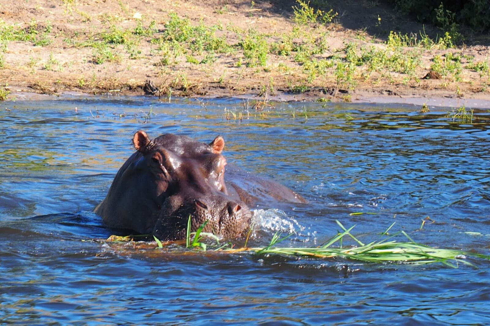 Olympus OM-D E-M1 + Olympus M.Zuiko Digital ED 12-40mm F2.8 Pro sample photo. Hippo, head, water photography
