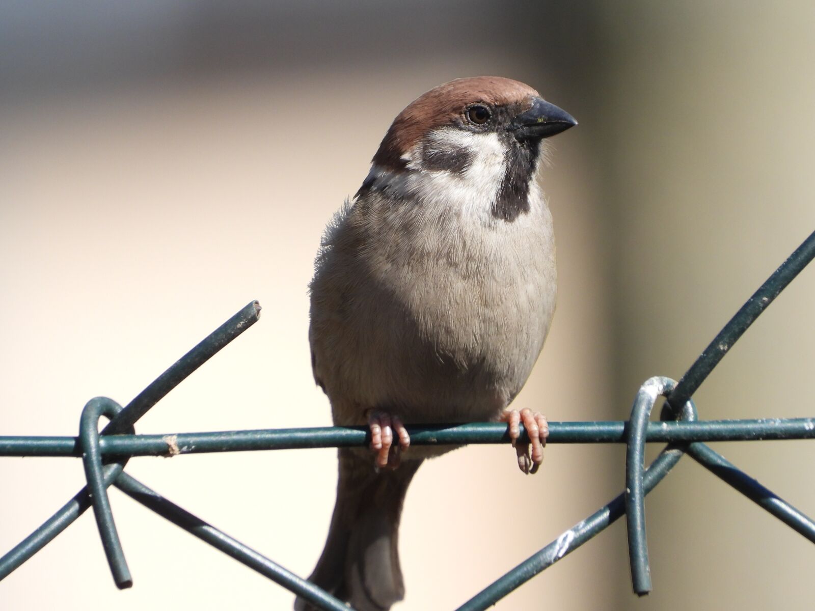 Nikon Coolpix P1000 sample photo. The sparrow, you wr photography