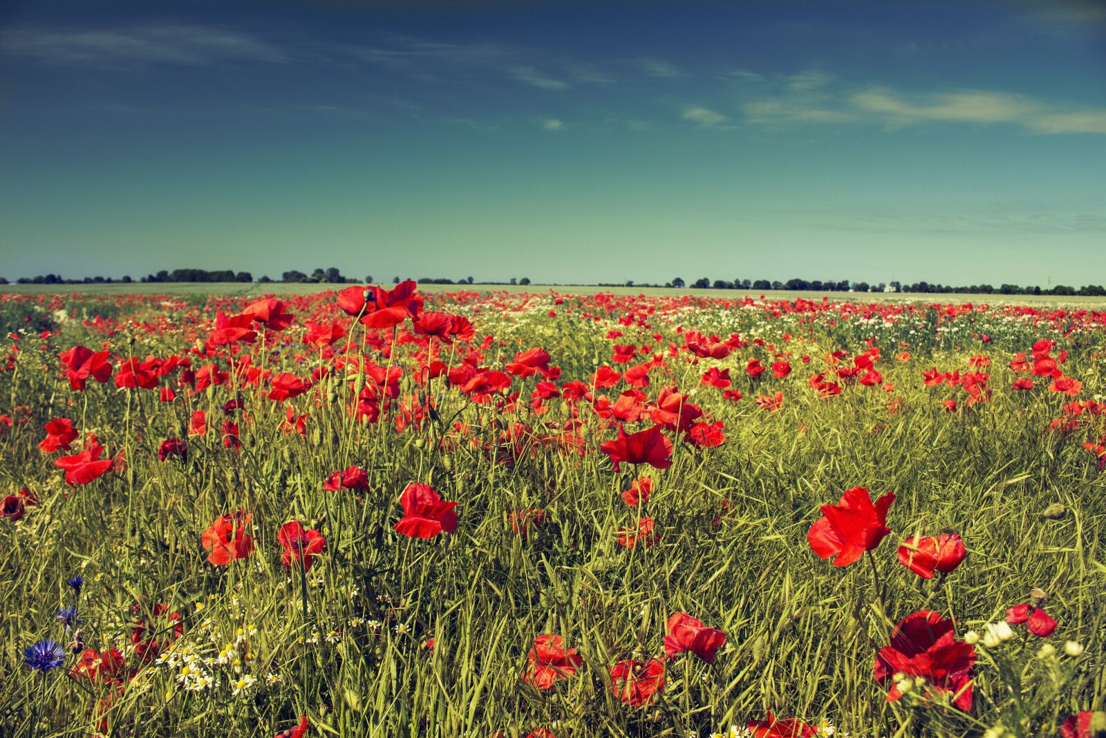 Canon EOS 700D (EOS Rebel T5i / EOS Kiss X7i) sample photo. Summer, meadow, poppies photography