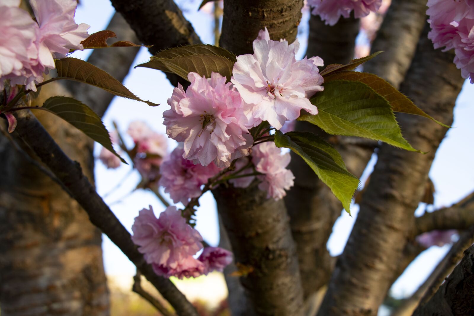 Canon EOS 80D sample photo. Spring, yoshino cherry, flowers photography