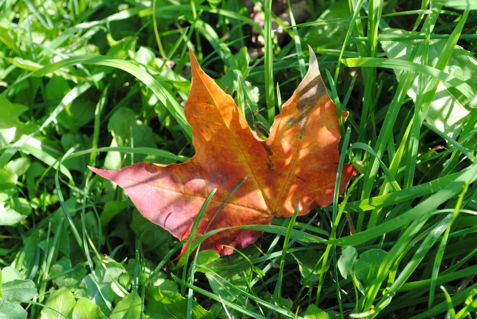 Nikon D3000 sample photo. Autumn, maple leaf, golden photography
