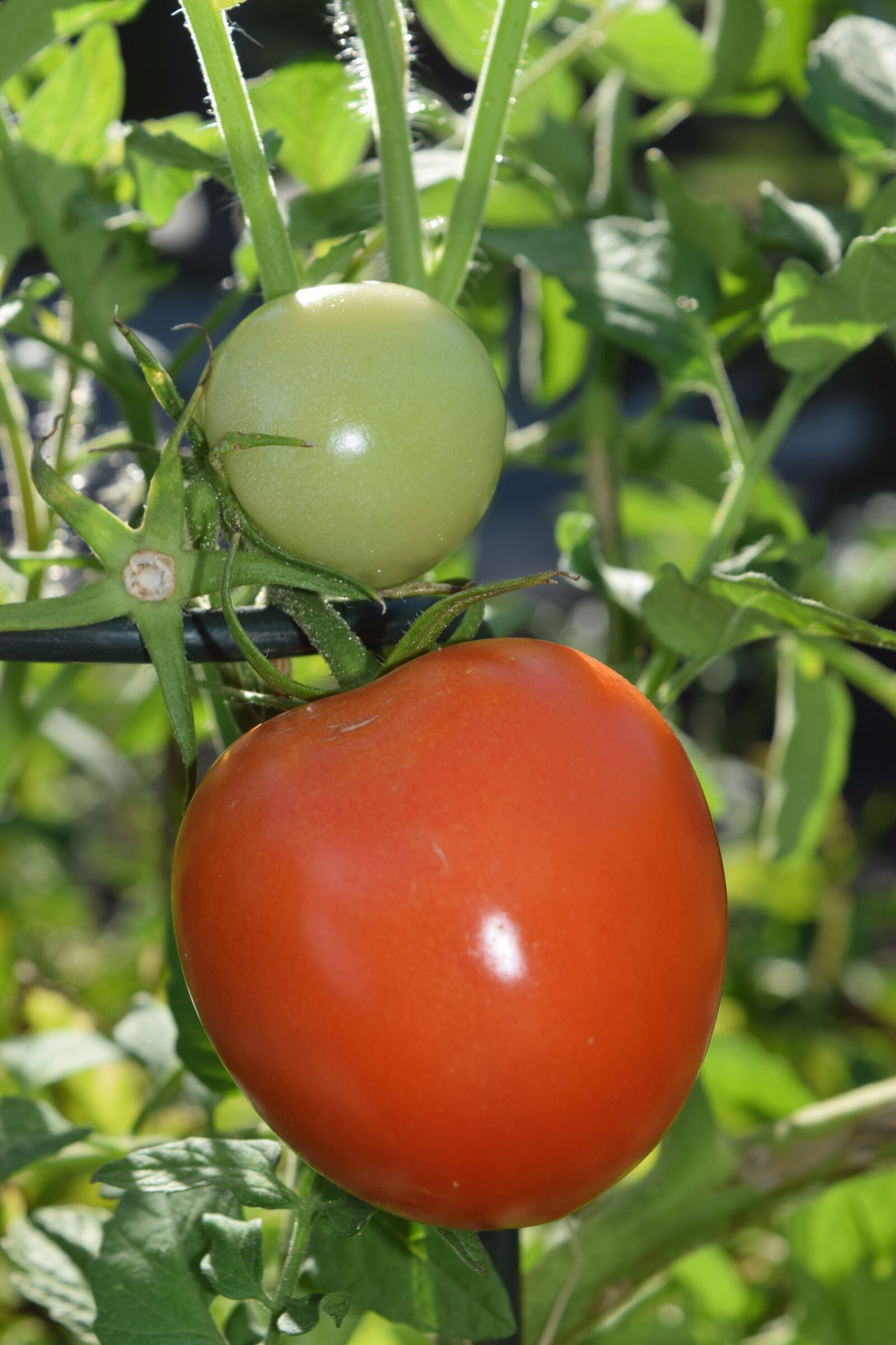 Nikon D5300 sample photo. Tomato, red, green photography