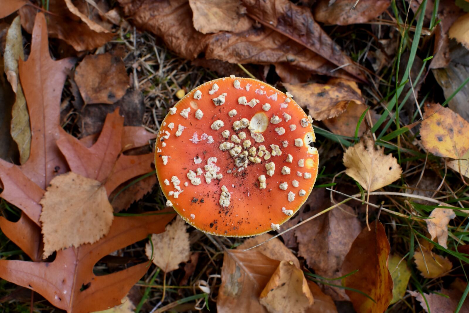 Nikon D7200 sample photo. Mushroom, agaric, nature photography