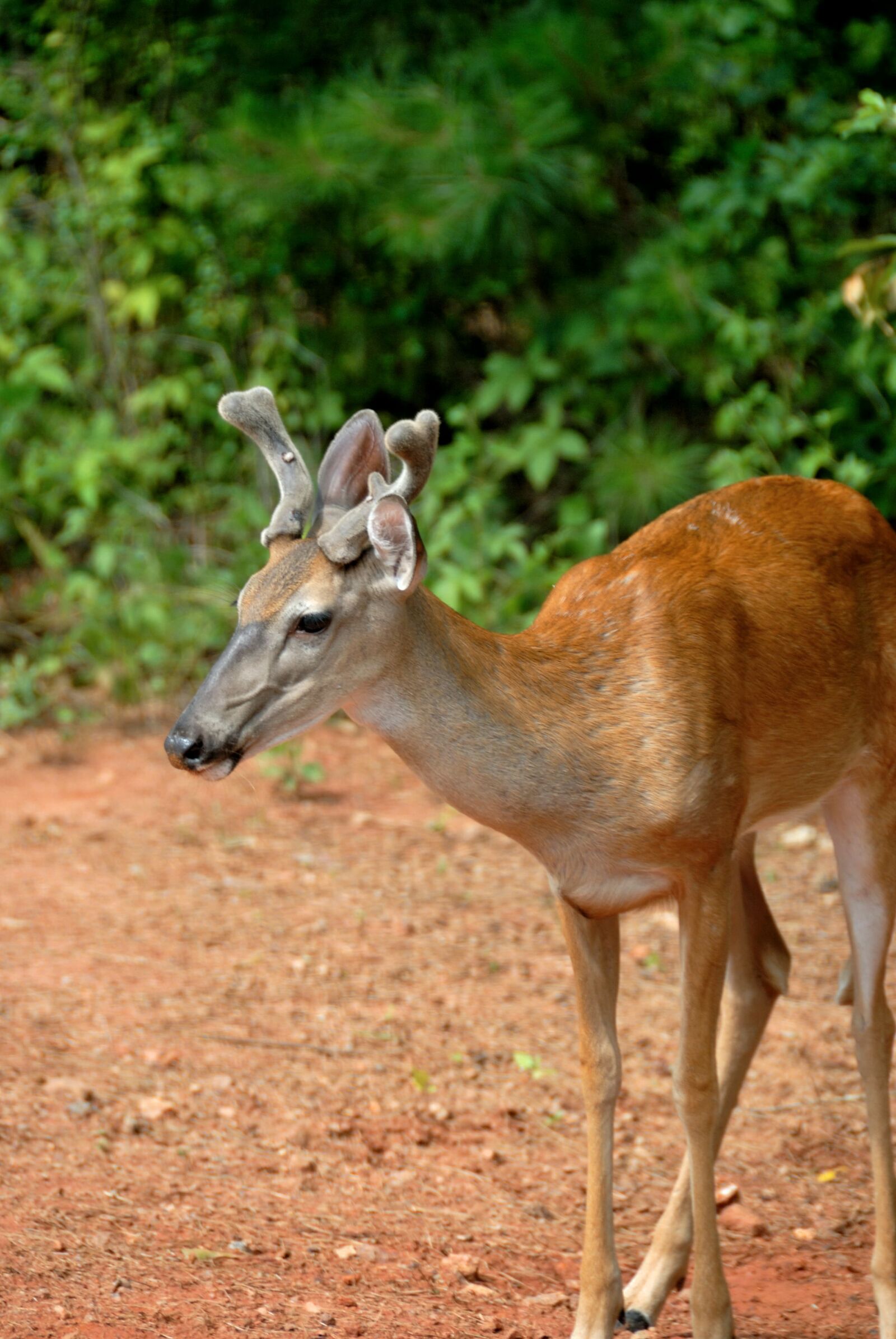 Nikon D200 sample photo. Deer, buck, young photography