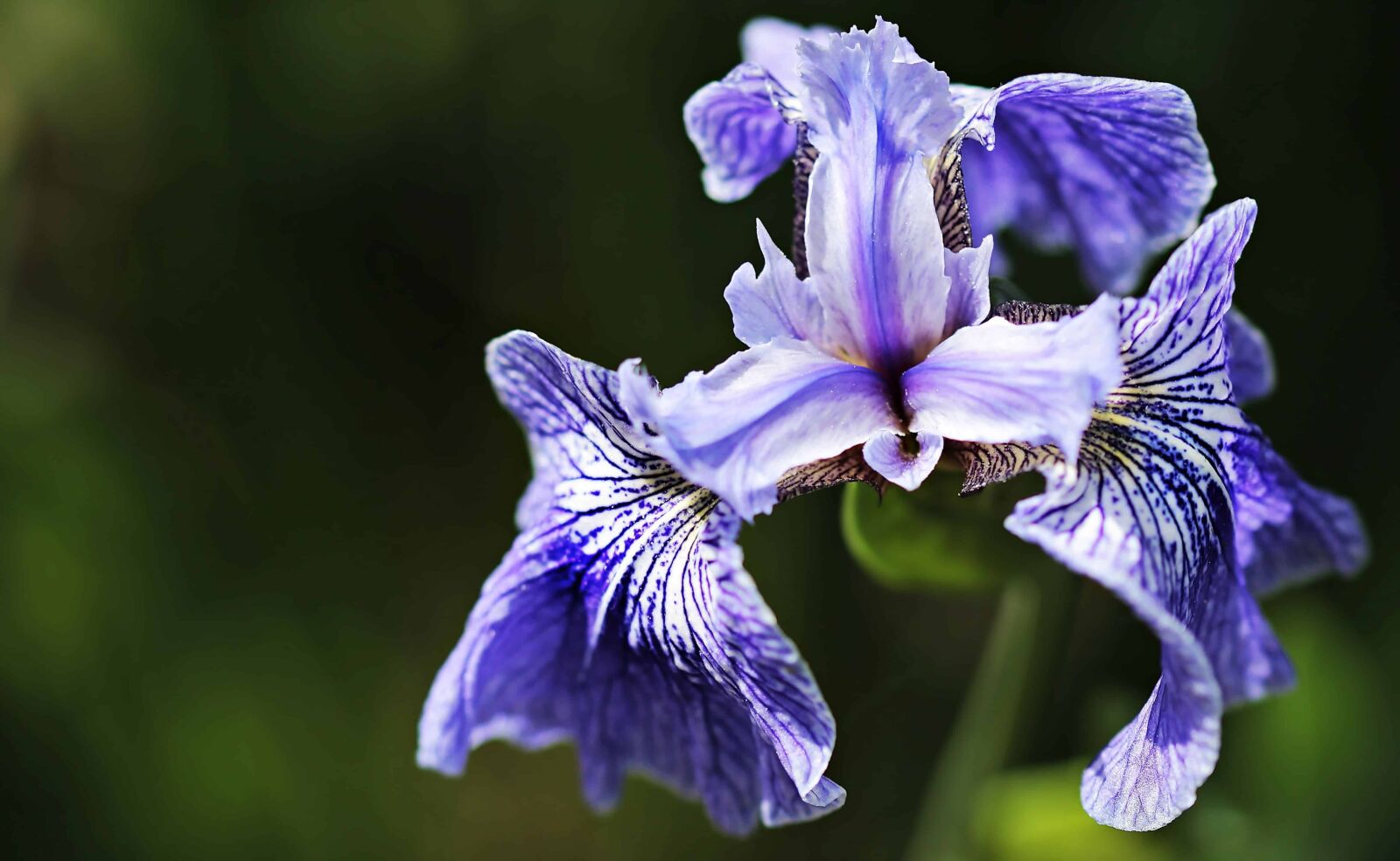 Canon EOS 100D (EOS Rebel SL1 / EOS Kiss X7) sample photo. Nature, petal, summer, garden photography