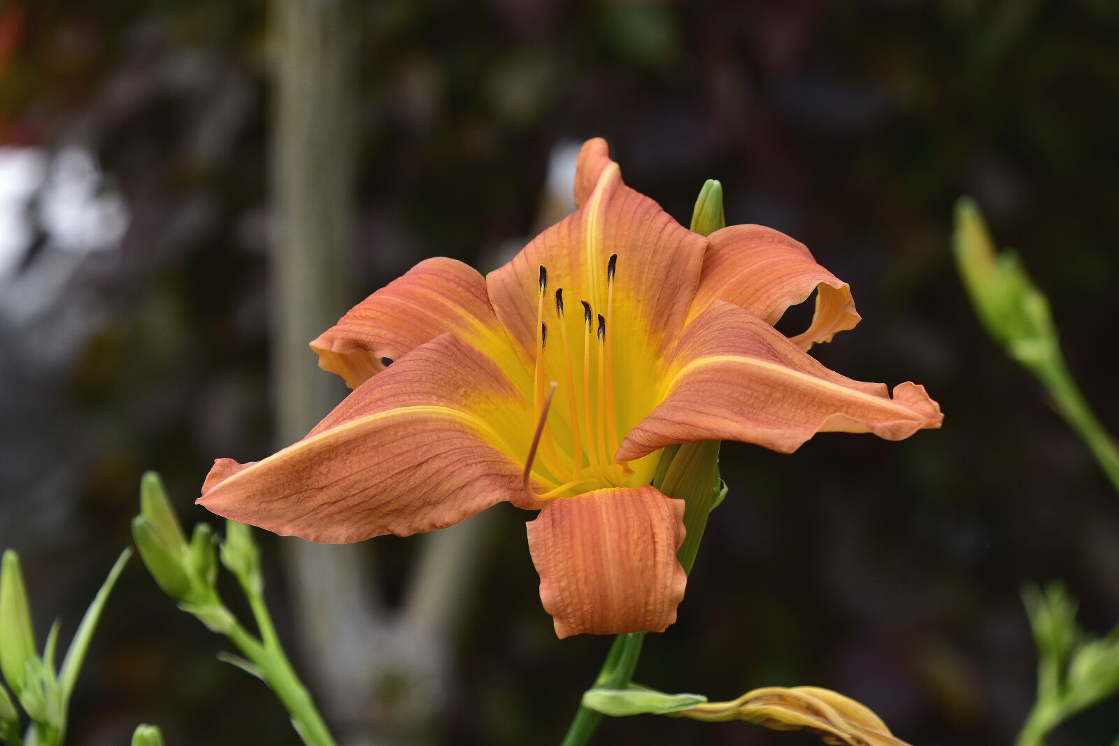 Nikon D7200 sample photo. Flora, garden, nature photography