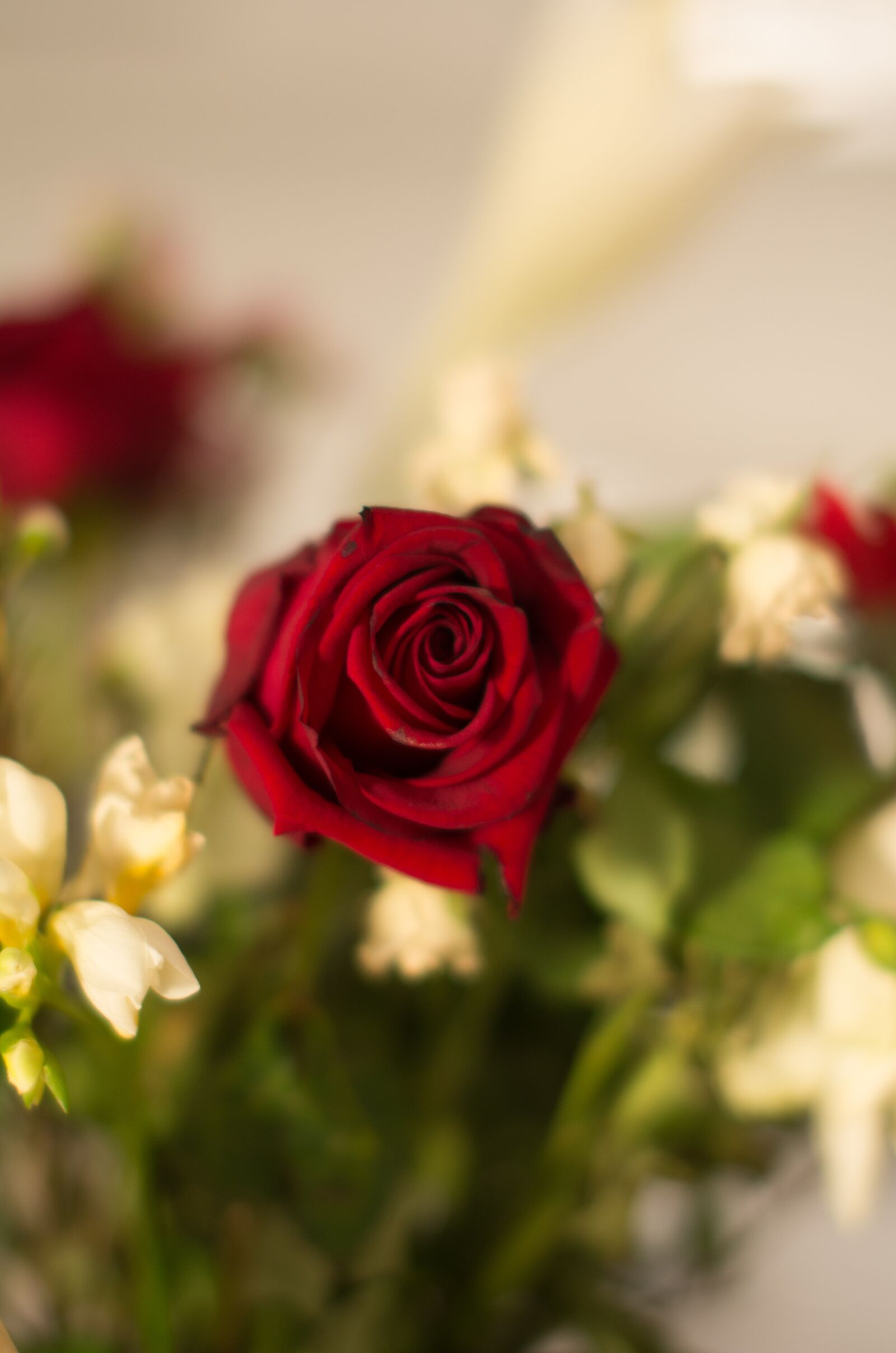 Pentax K-5 sample photo. Pink, flower, red rose photography