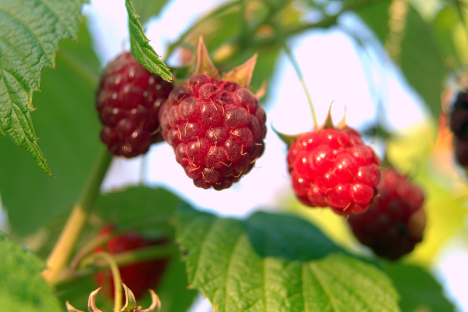 Pentax K-S2 sample photo. Raspberries, red, fruit photography