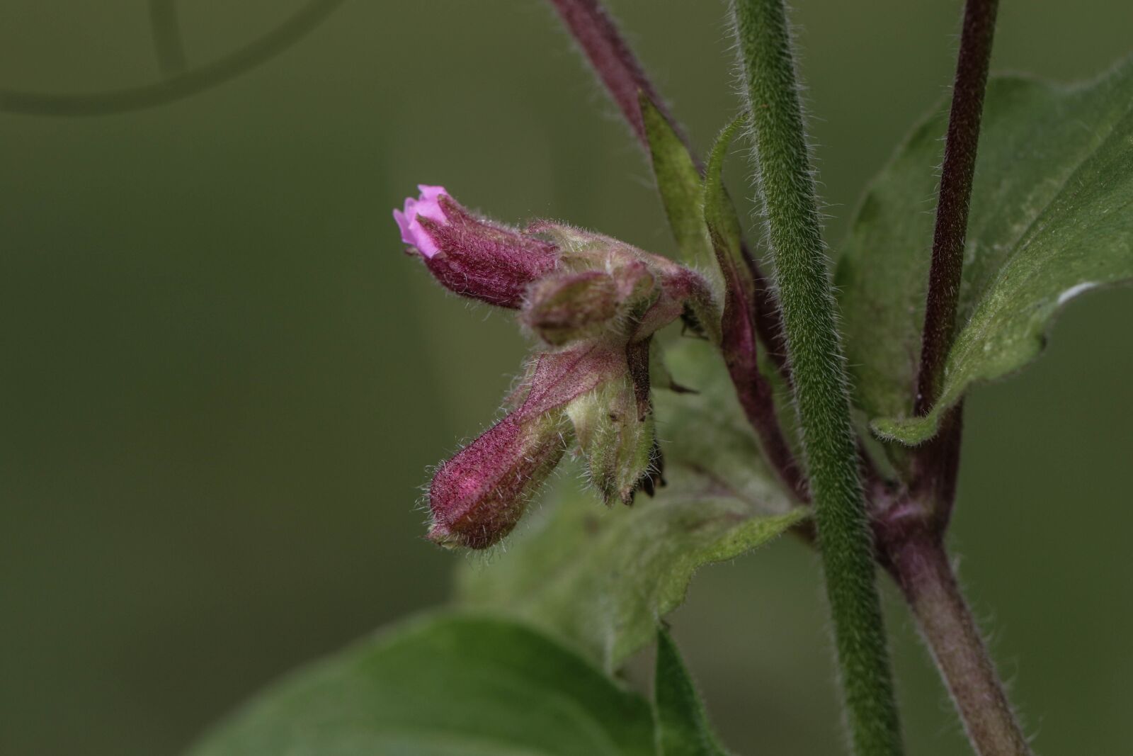 Canon EOS 7D Mark II sample photo. Wild flower, flower, summer photography