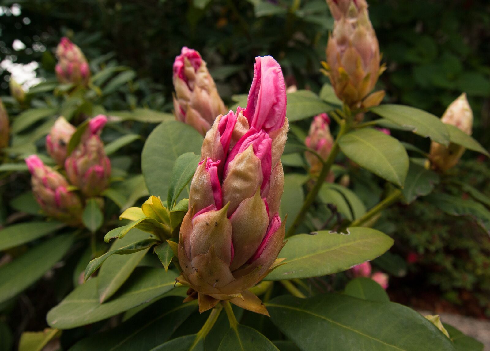 Pentax K10D sample photo. Flower, bud, rhododendron photography
