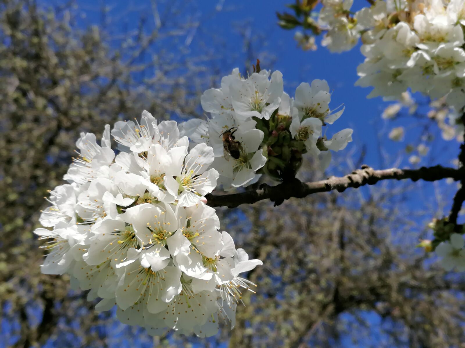 HUAWEI P30 LITE sample photo. Birne, baum, natur photography