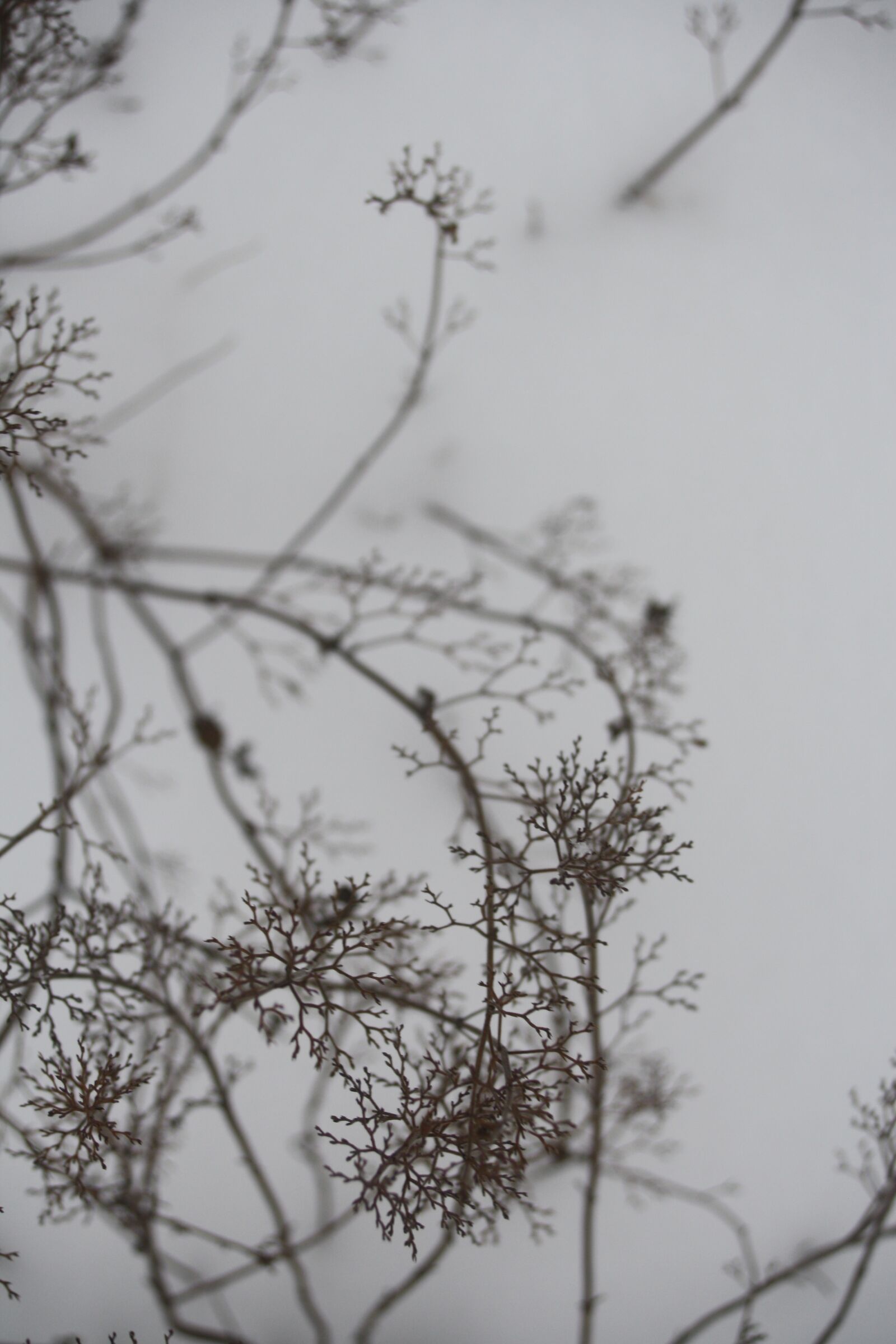 Canon EOS 1000D (EOS Digital Rebel XS / EOS Kiss F) sample photo. Branch, snow, winter photography