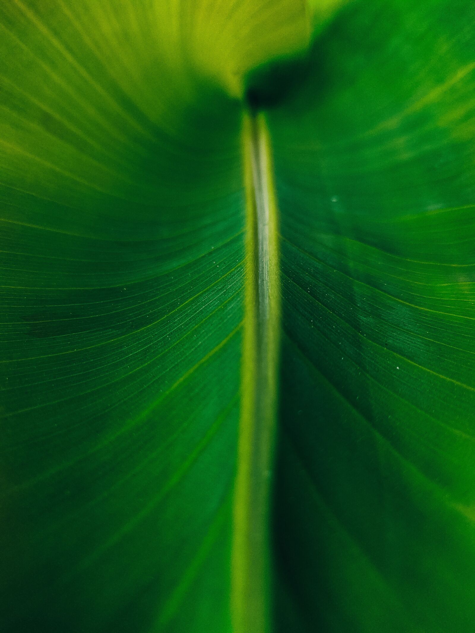 Xiaomi Redmi Note 7 sample photo. Sheet, green, nature photography