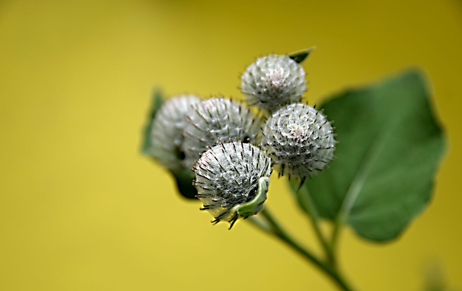 Nikon D5300 sample photo. Field bloom, flower, summer photography