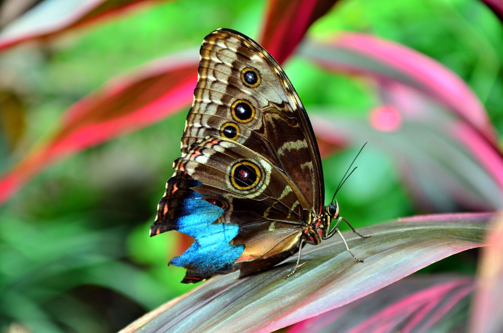 Nikon D7000 sample photo. Butterfly, macro, insect photography