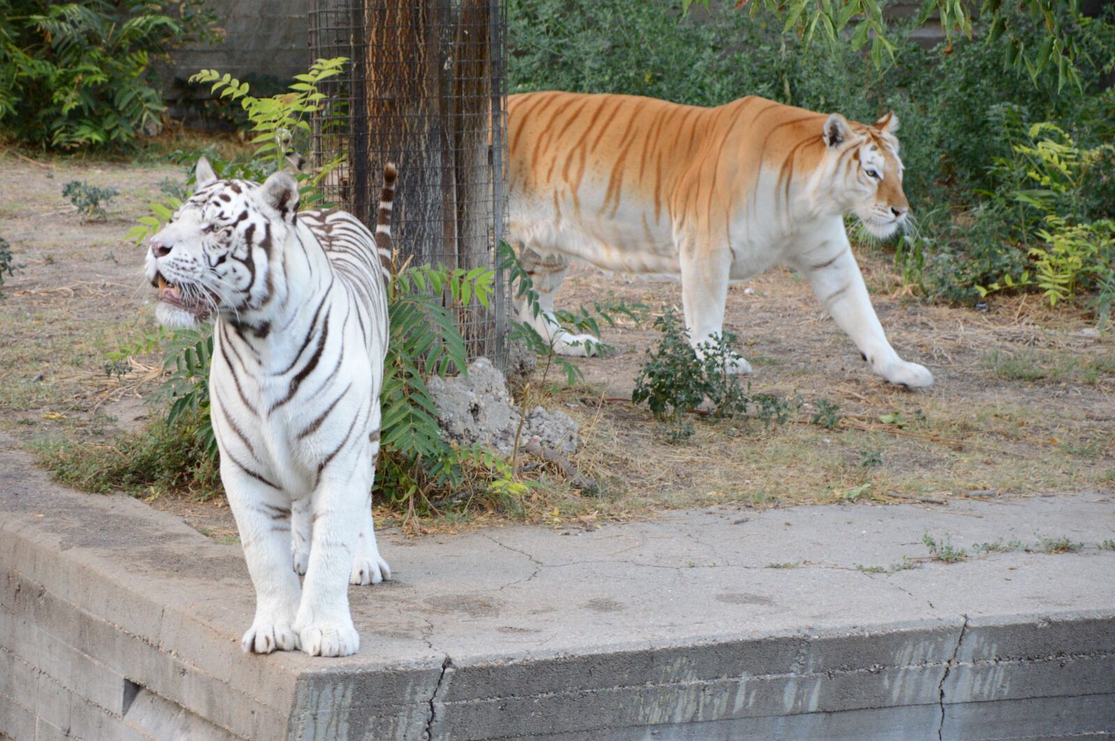 Nikon D3200 sample photo. Tiger, white tiger, zoo photography