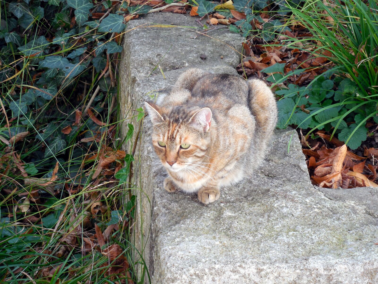Nikon COOLPIX L620 sample photo. Cat, animal, mieze photography