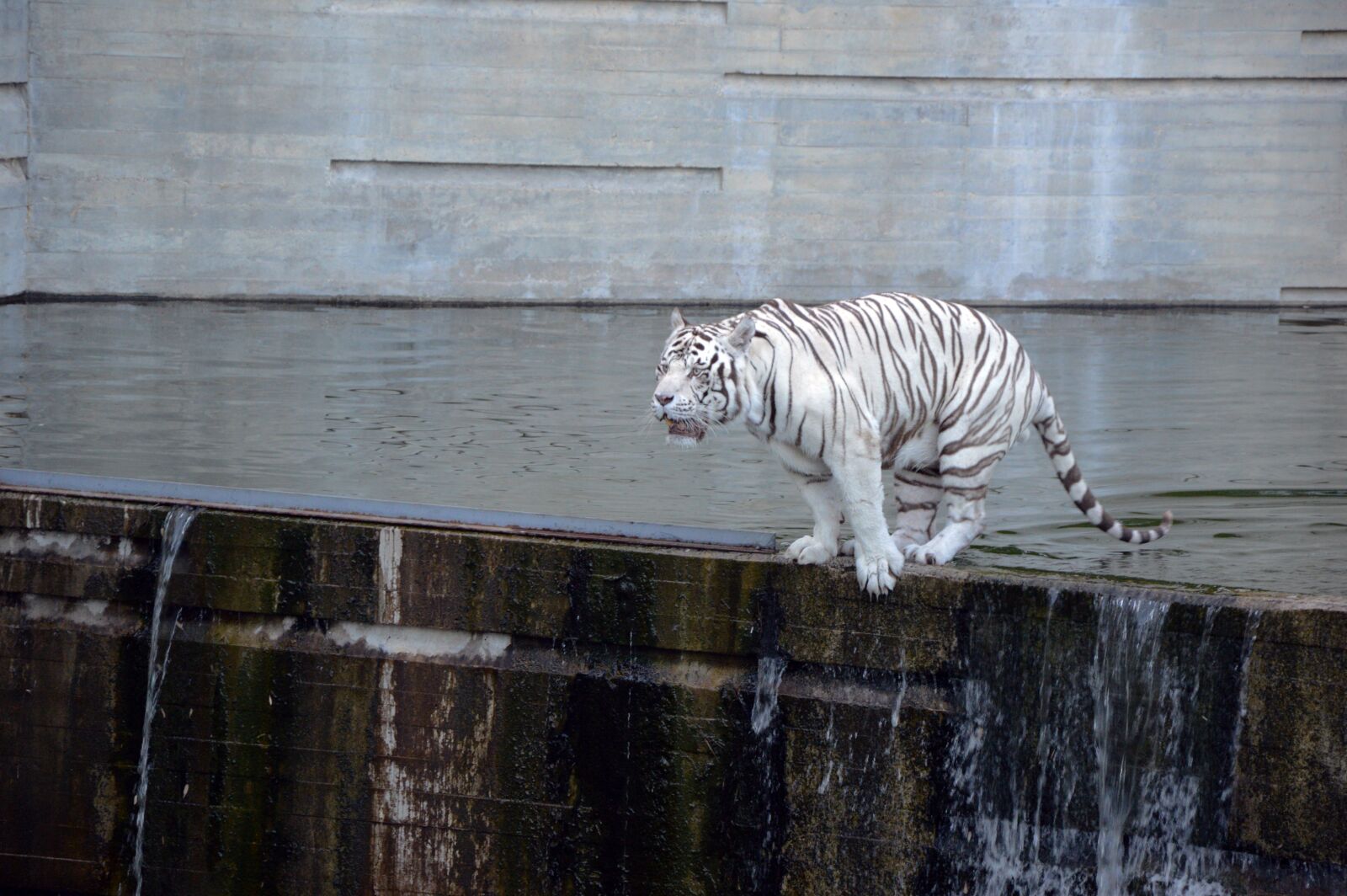 Nikon D3200 sample photo. Tiger, white tiger, jump photography