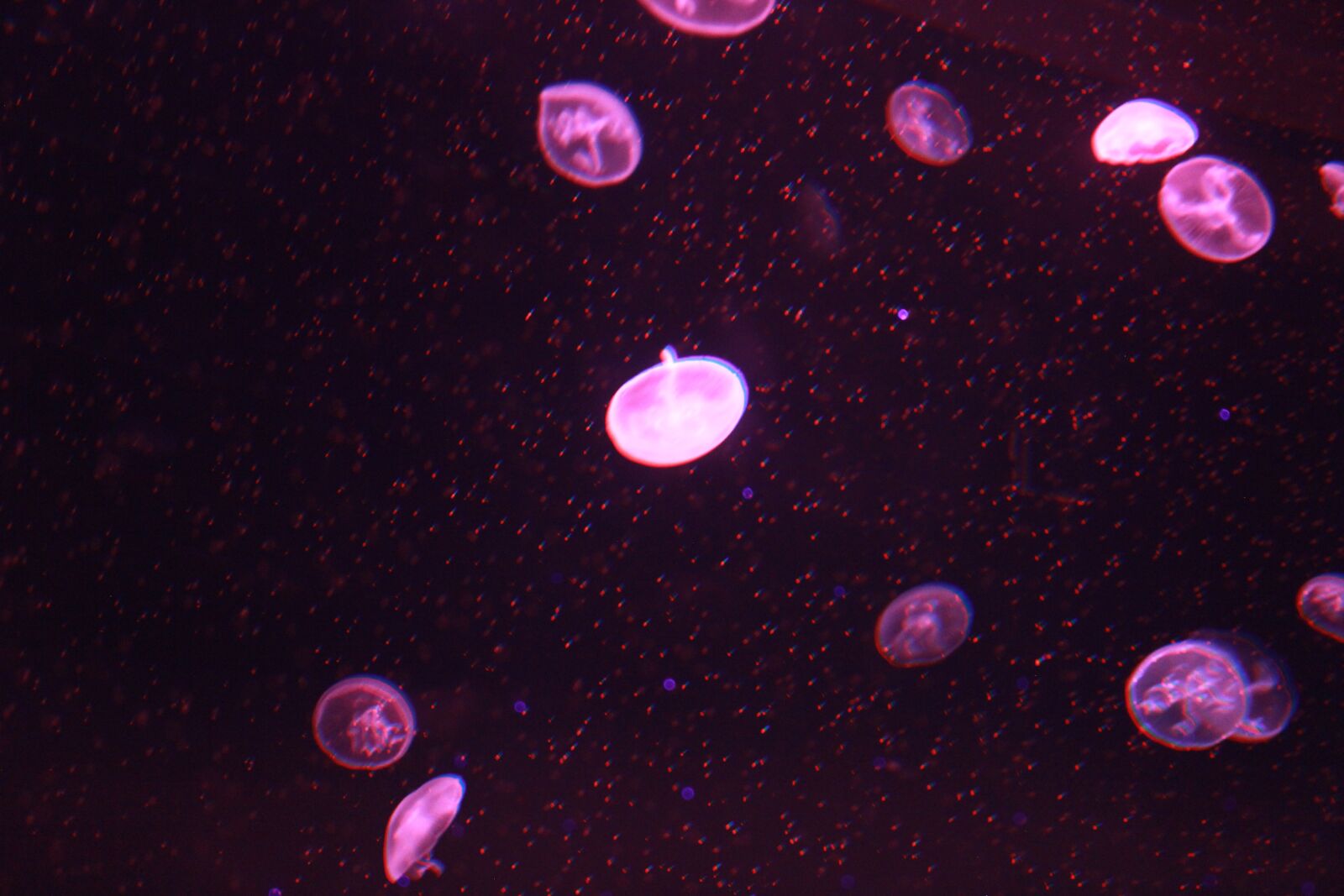 Canon EOS 60D sample photo. Jellyfish, marine aquarium, purple photography