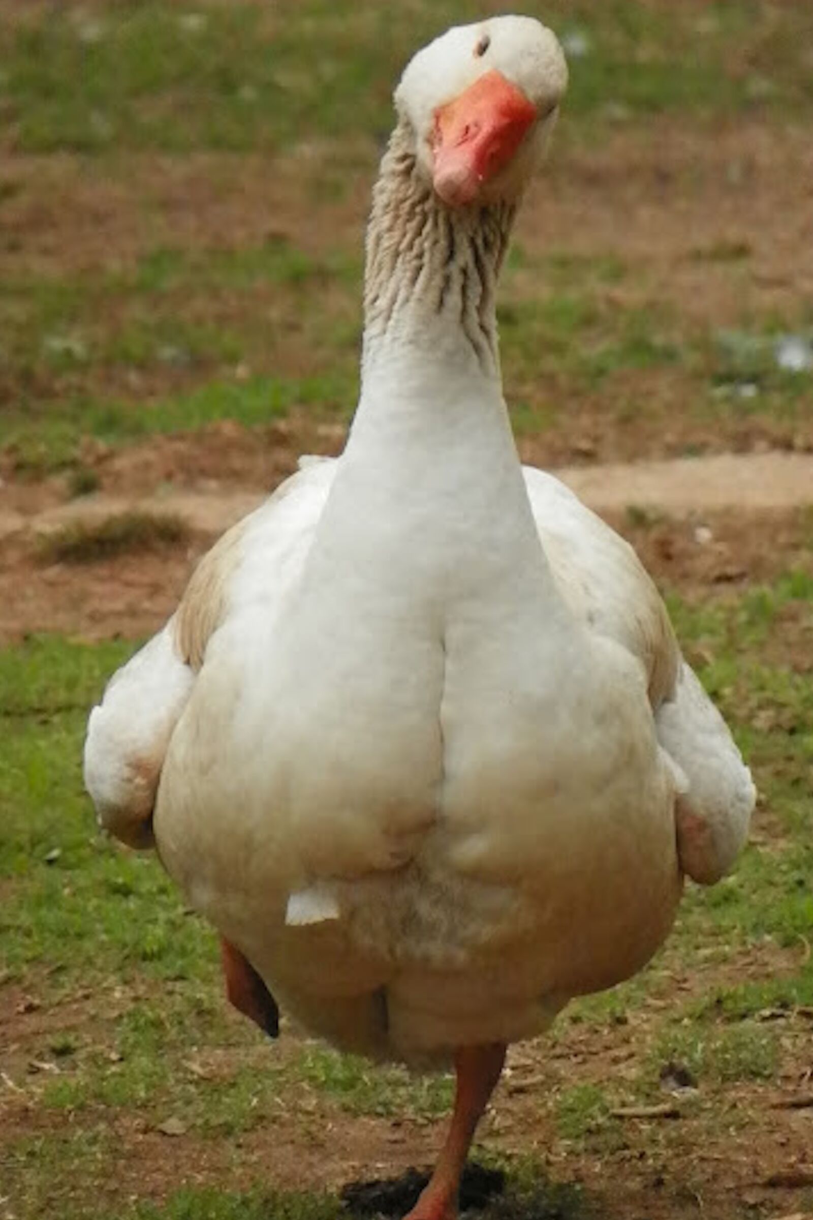 Apple iPhone 6s sample photo. Goose, goose looking quizzical photography
