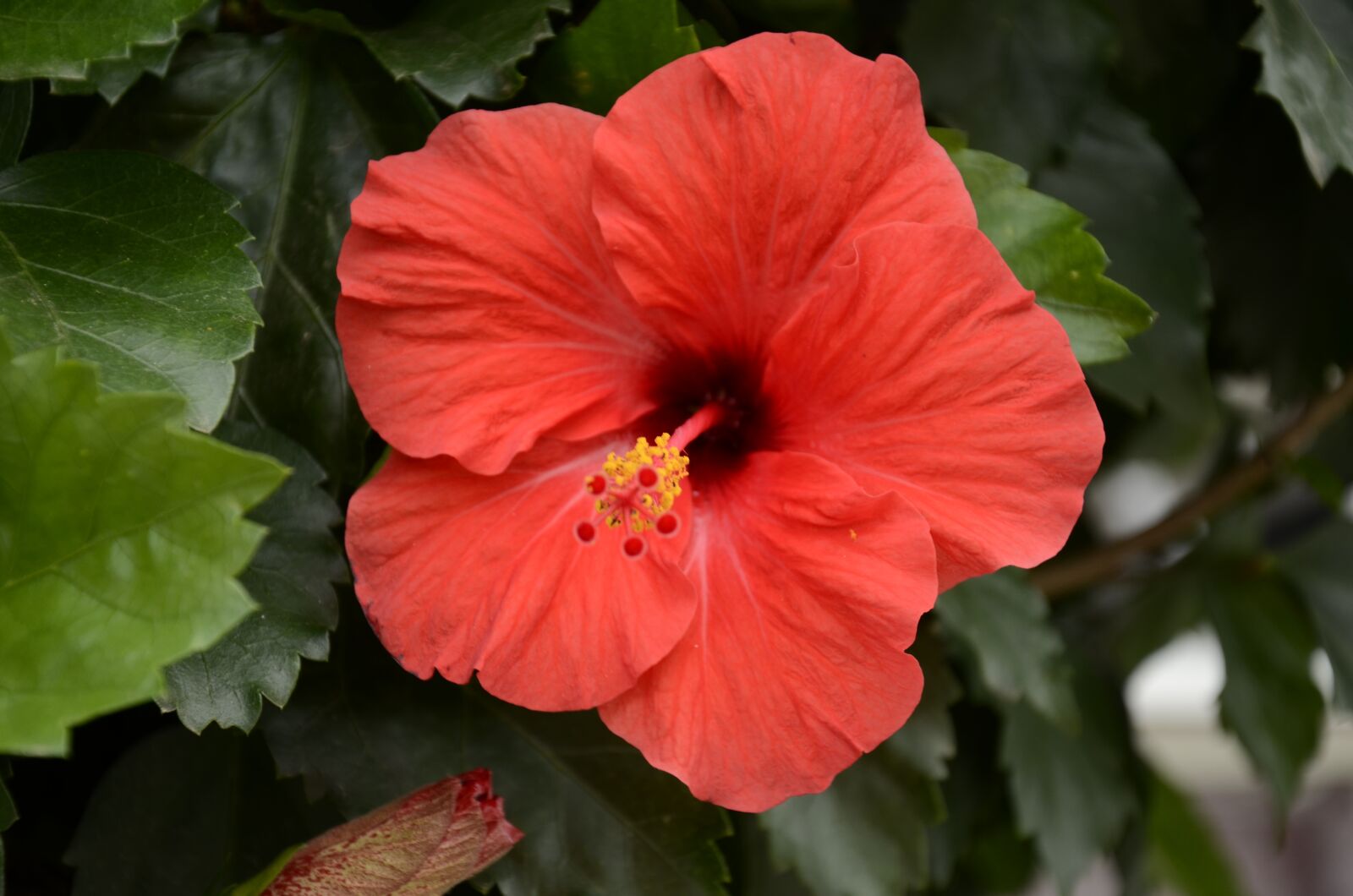 Nikon D7000 sample photo. Leaves, flor, pistil photography