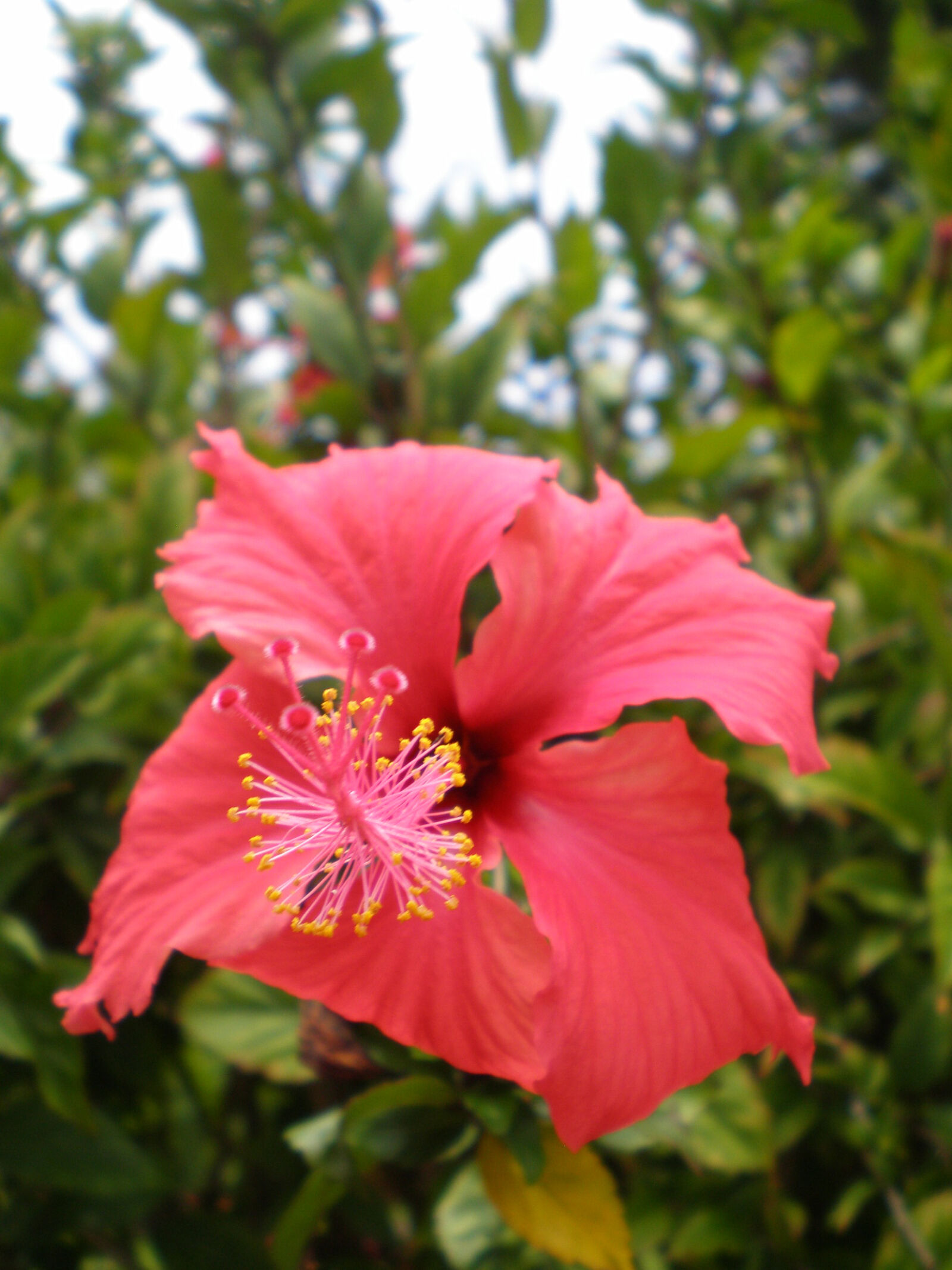 Olympus FE230/X790 sample photo. Hawaii, hibiscus, pink, flower photography