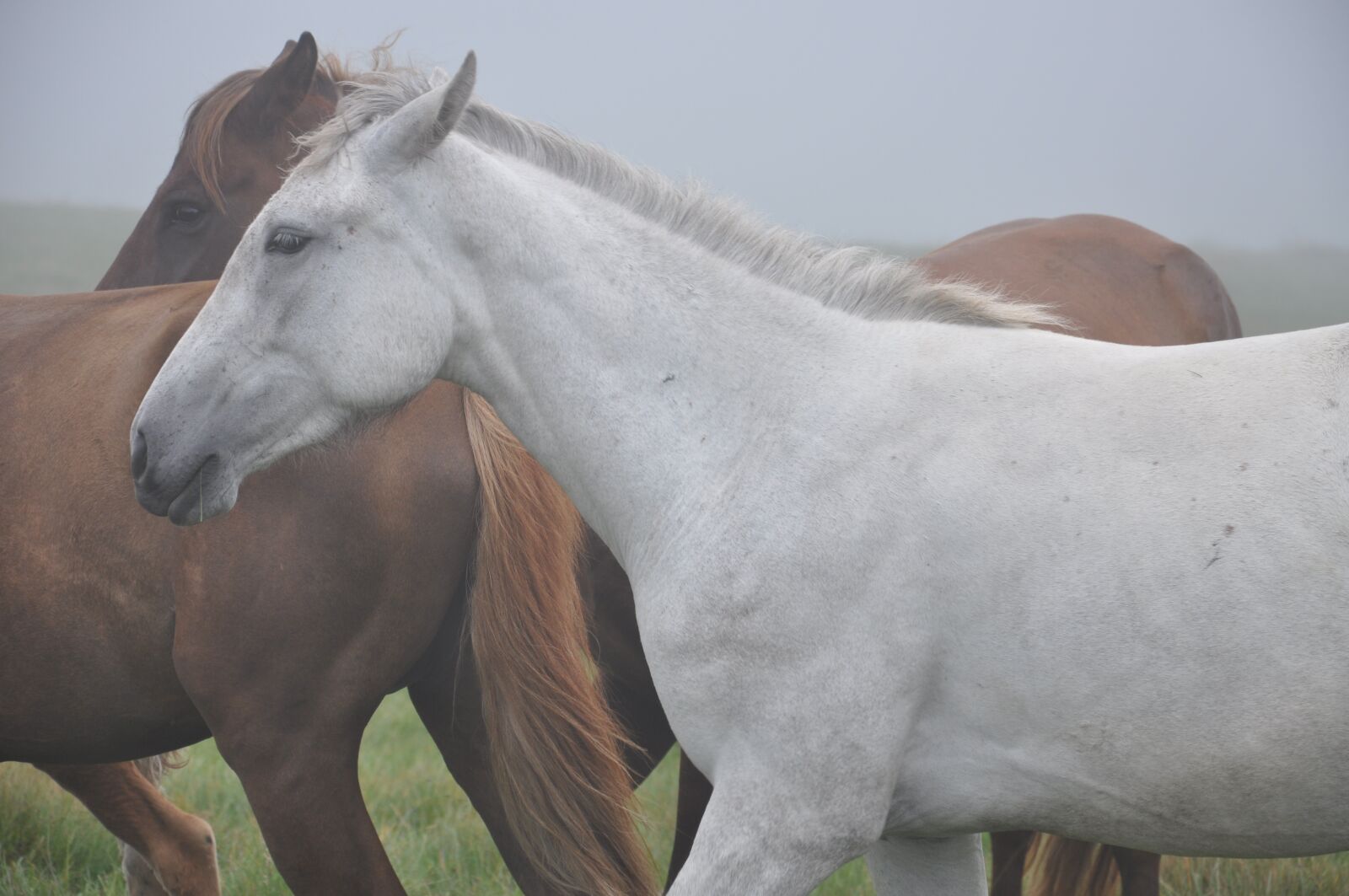 Nikon D90 sample photo. Horse, the herd, herd photography