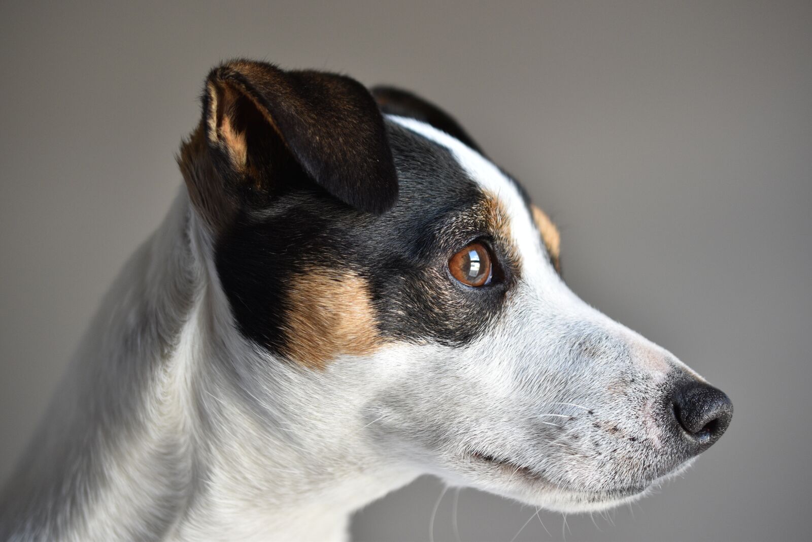 Nikon D5600 sample photo. Jack russel, dog, cute photography