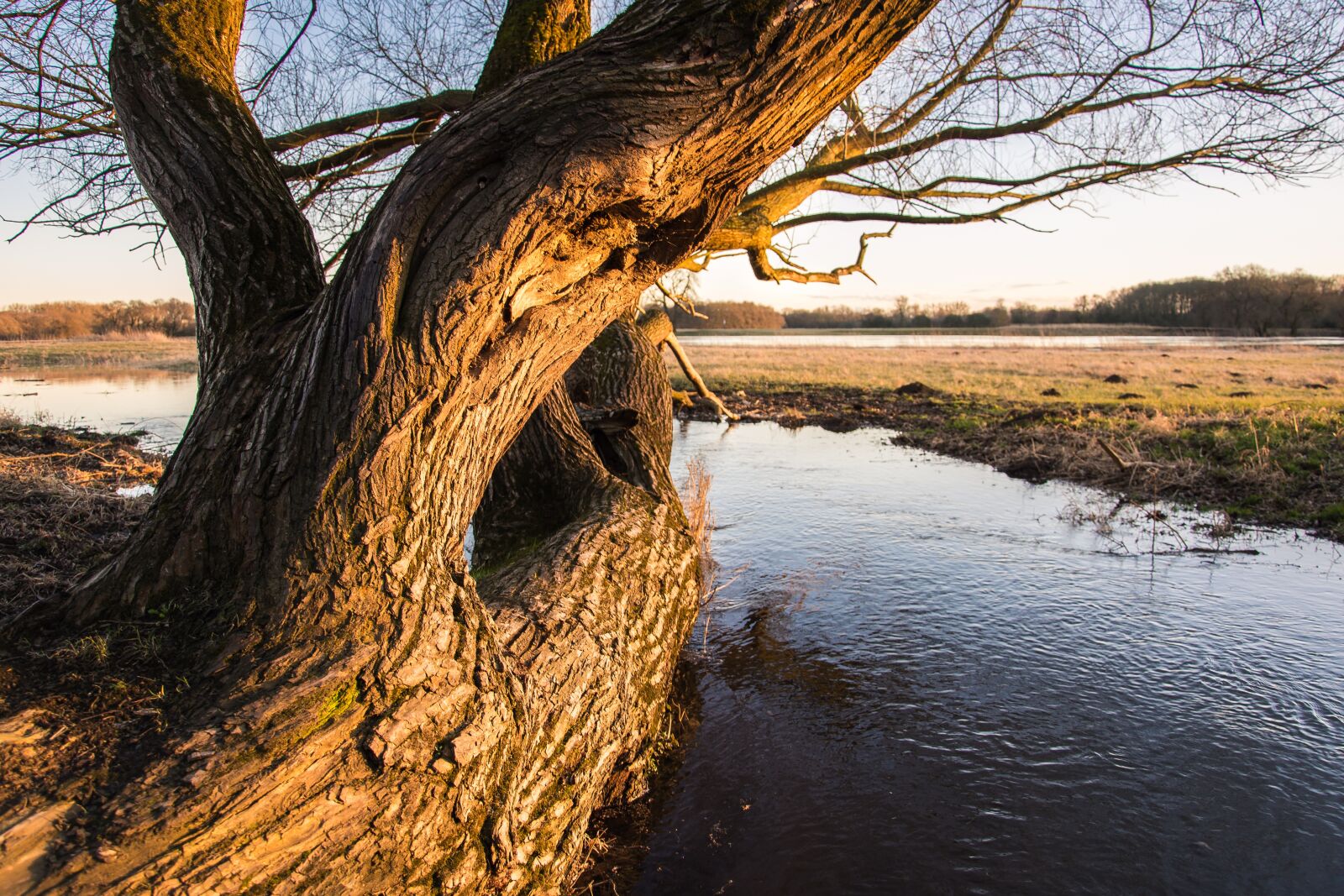 Nikon D7200 sample photo. Elbe, high water, evening photography
